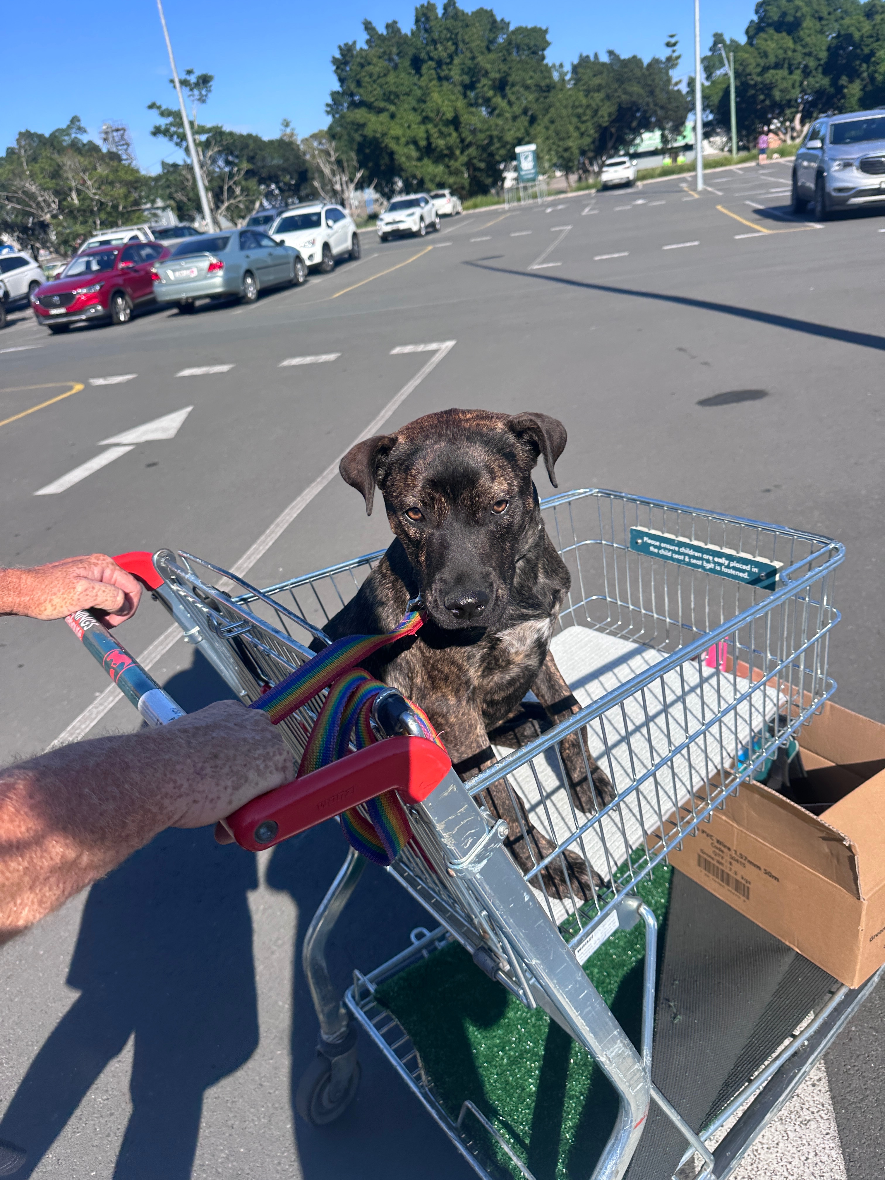 Help Us Help Cola Get Back on All Paws campaign photo, 4 of 8