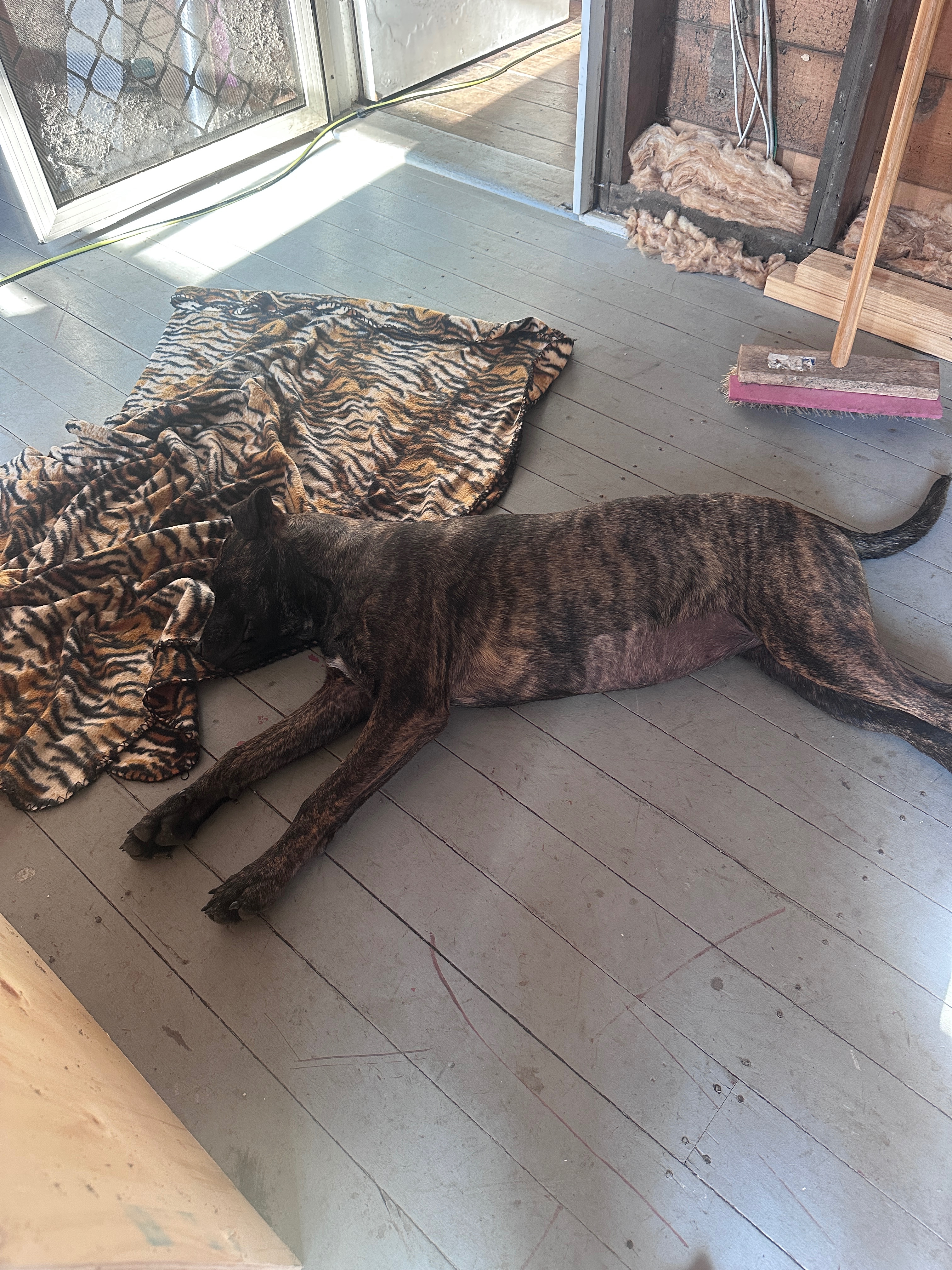 Help Us Help Cola Get Back on All Paws campaign photo, 6 of 8