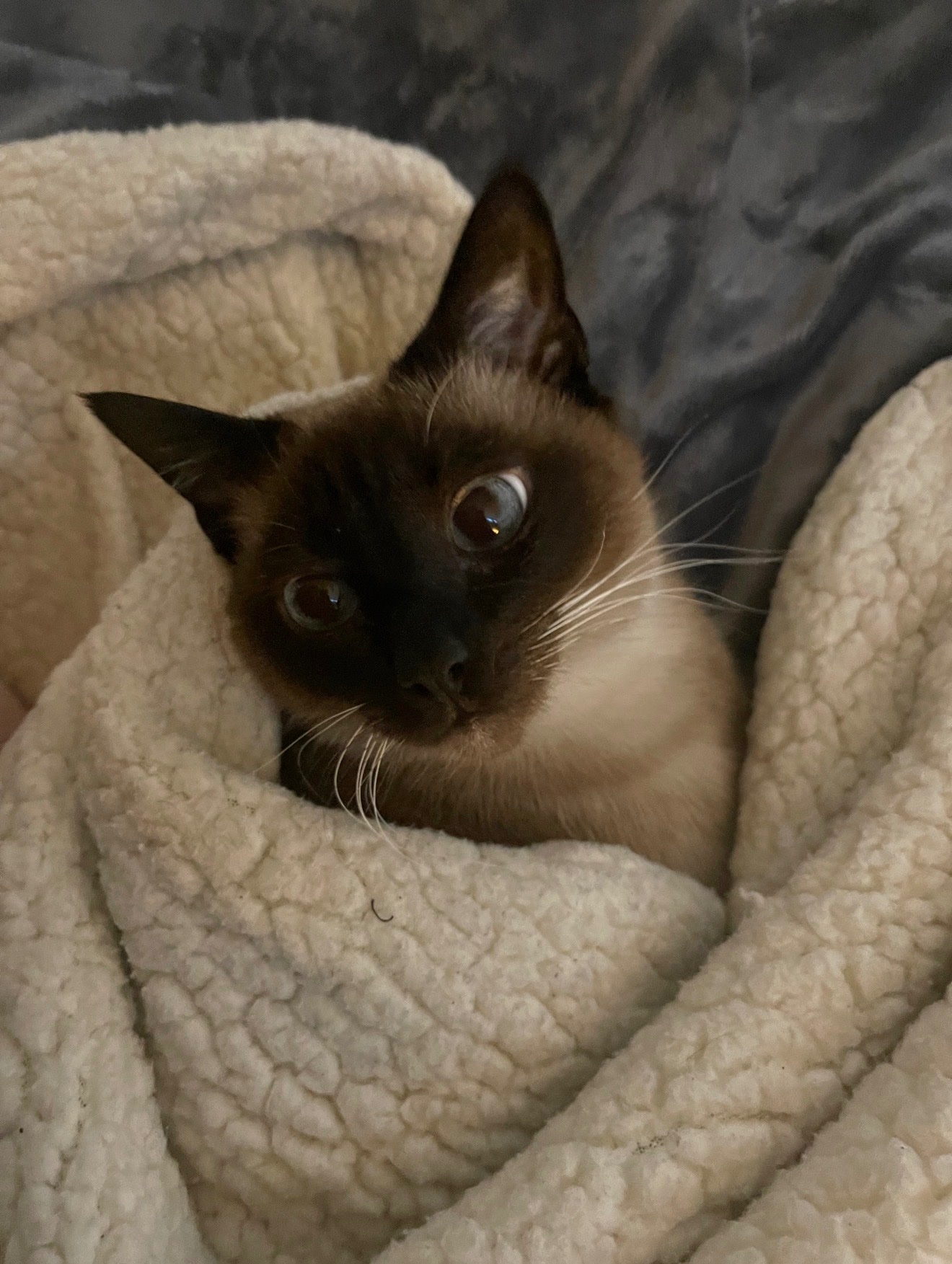 Help Us Recover From Vet Bills & Losing Charlie campaign photo, 9 of 10