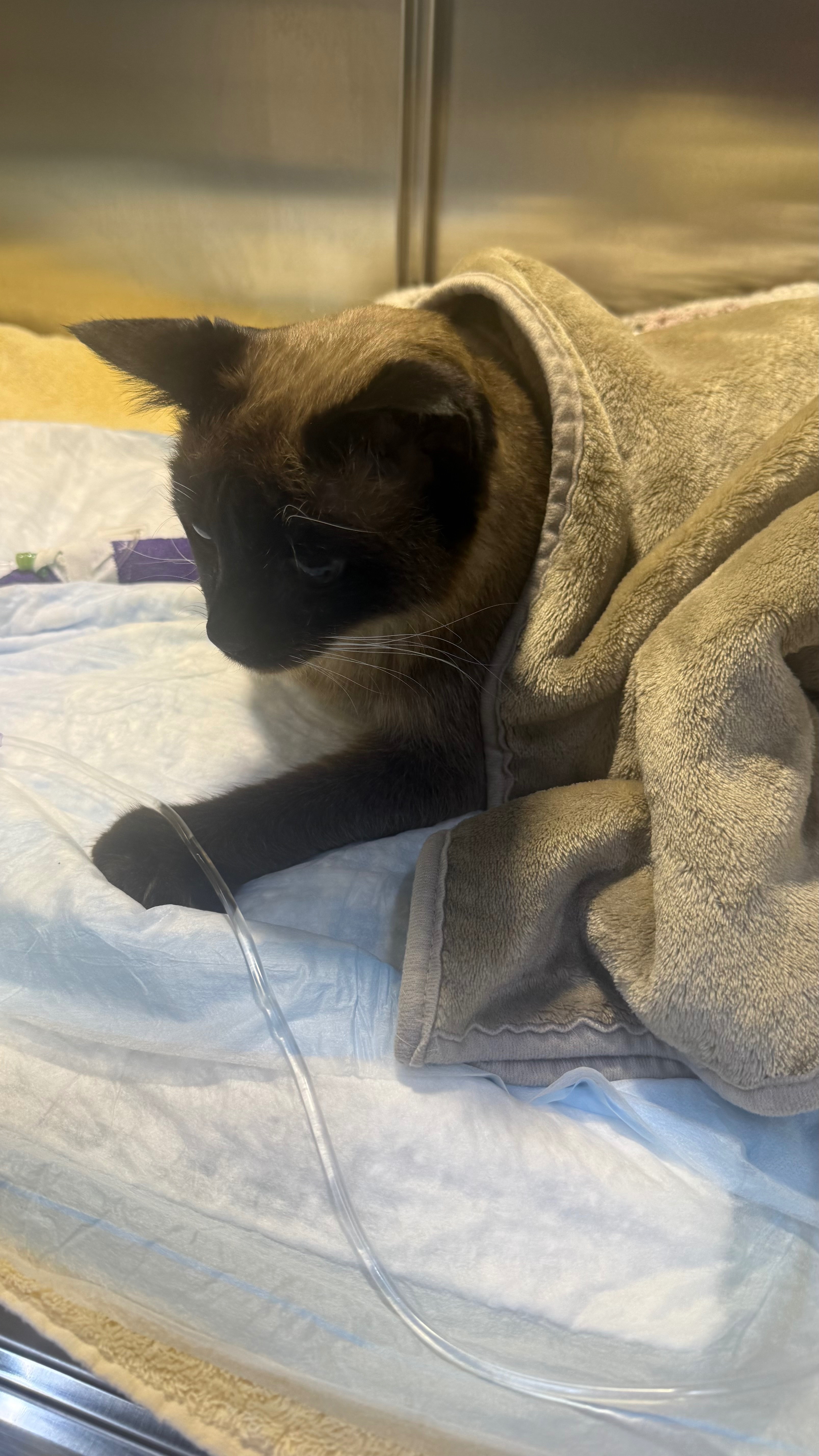 Help Us Recover From Vet Bills & Losing Charlie campaign photo, 4 of 10