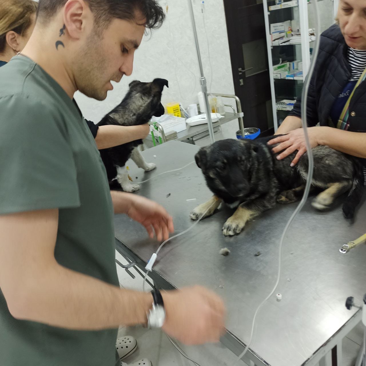 Help ArtVet Save More Animals in Armenia campaign photo, 8 of 9