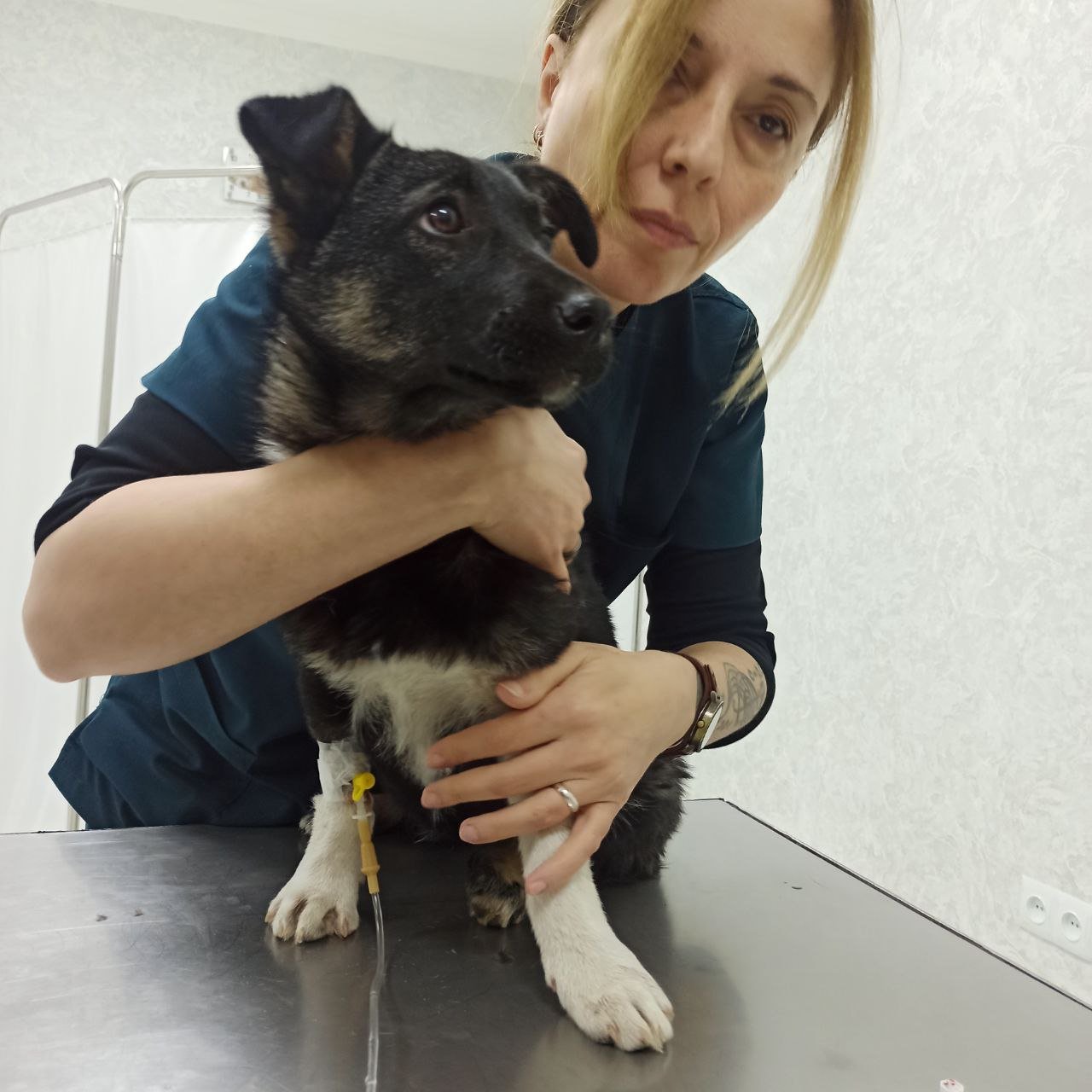 Help ArtVet Save More Animals in Armenia campaign photo, 2 of 9