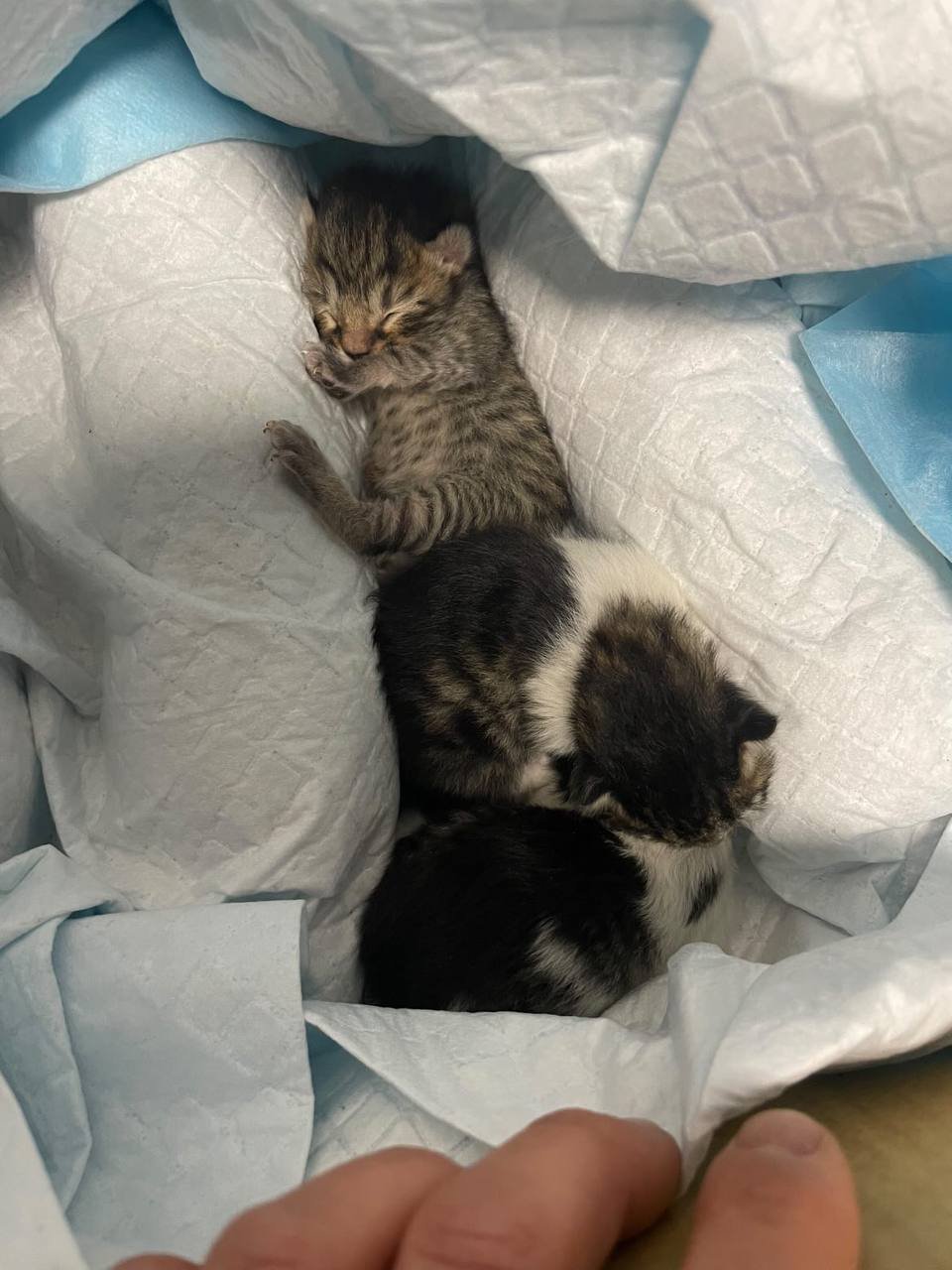 Help ArtVet Save More Animals in Armenia campaign photo, 6 of 9