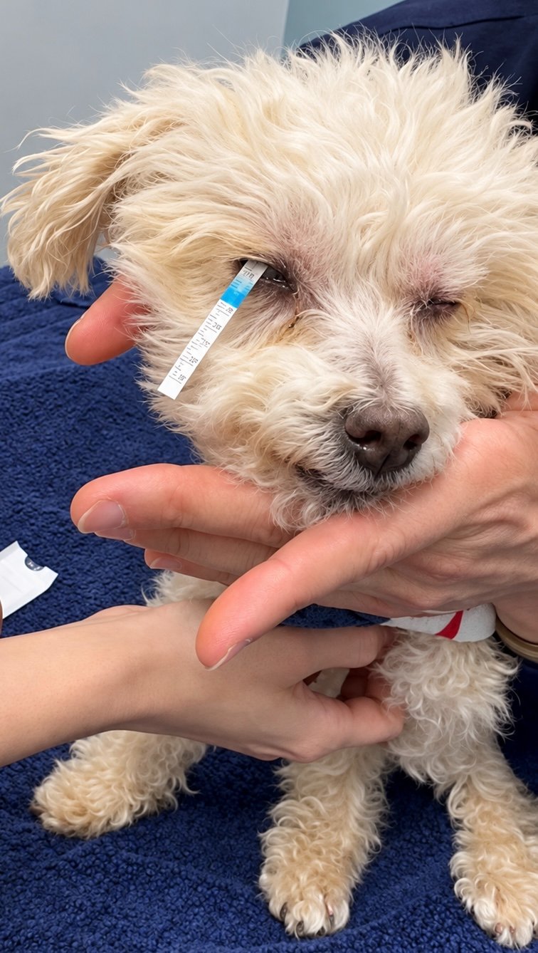 BELLA HAS PAINFUL ULCERS IN BOTH EYES! PLEASE HELP TODAY! campaign photo, 5 of 6