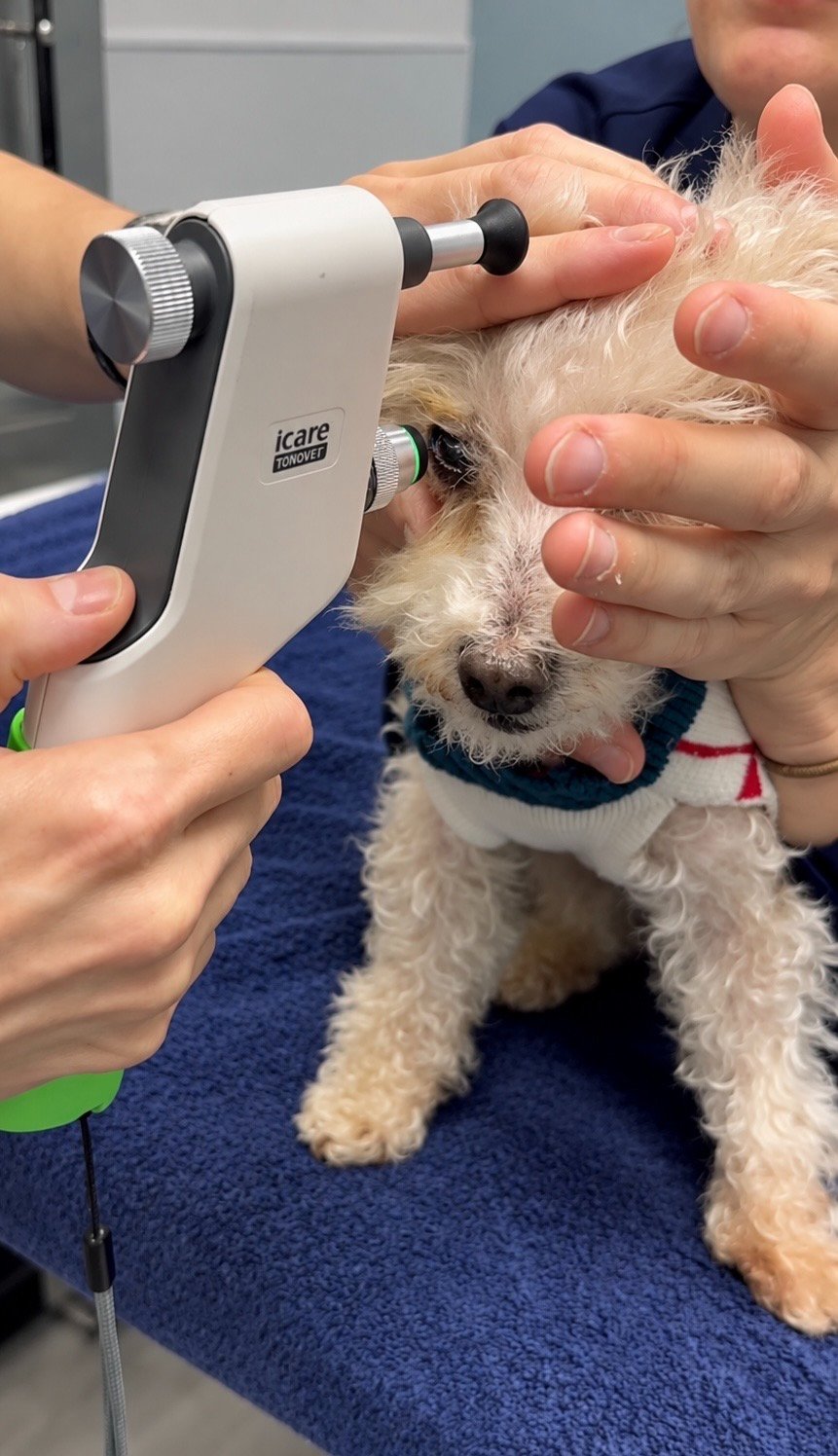 BELLA HAS PAINFUL ULCERS IN BOTH EYES! PLEASE HELP TODAY! campaign photo, 2 of 6