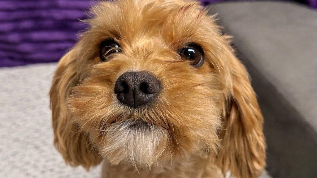 Help Keep Fluffy Dog Rescue Open campaign photo, 6 of 7