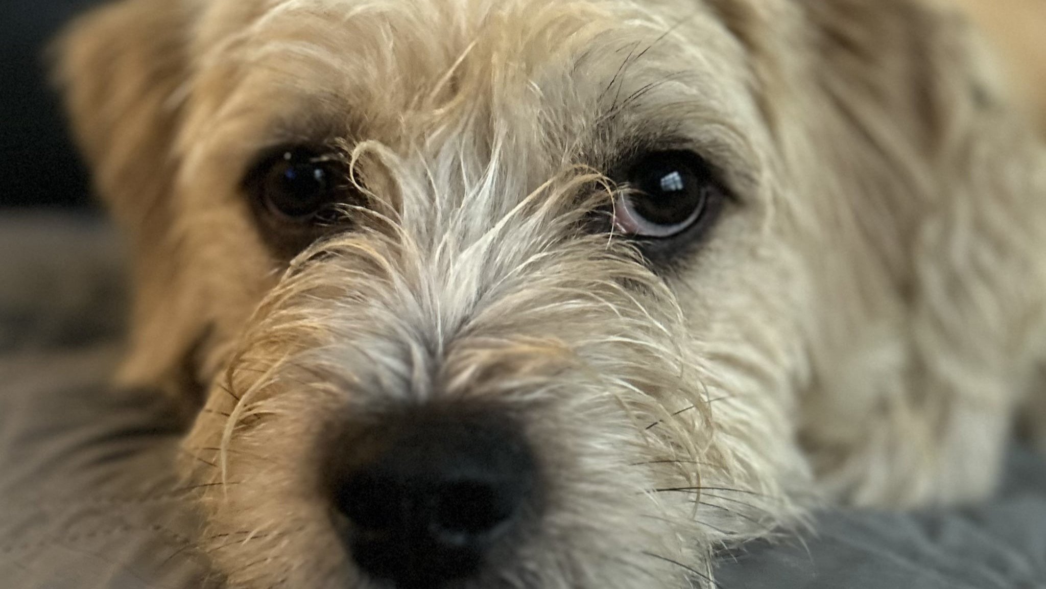 Help Keep Fluffy Dog Rescue Open campaign photo, 2 of 7