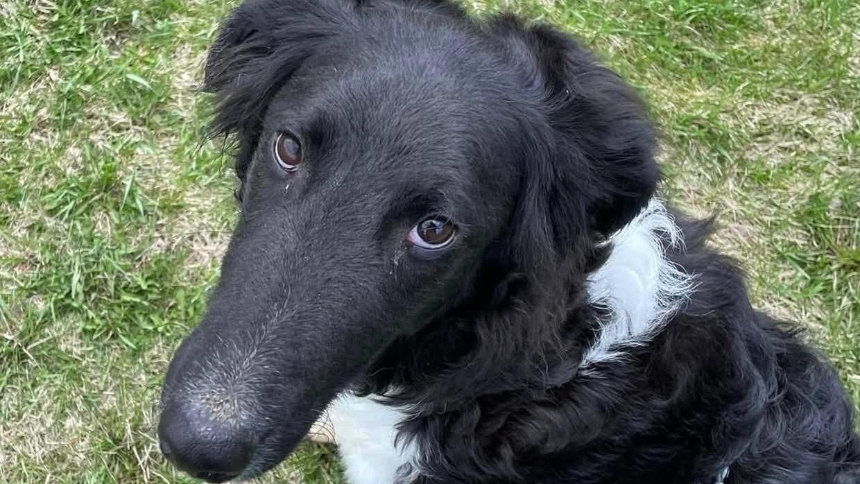 Help Keep Fluffy Dog Rescue Open campaign photo, 4 of 7