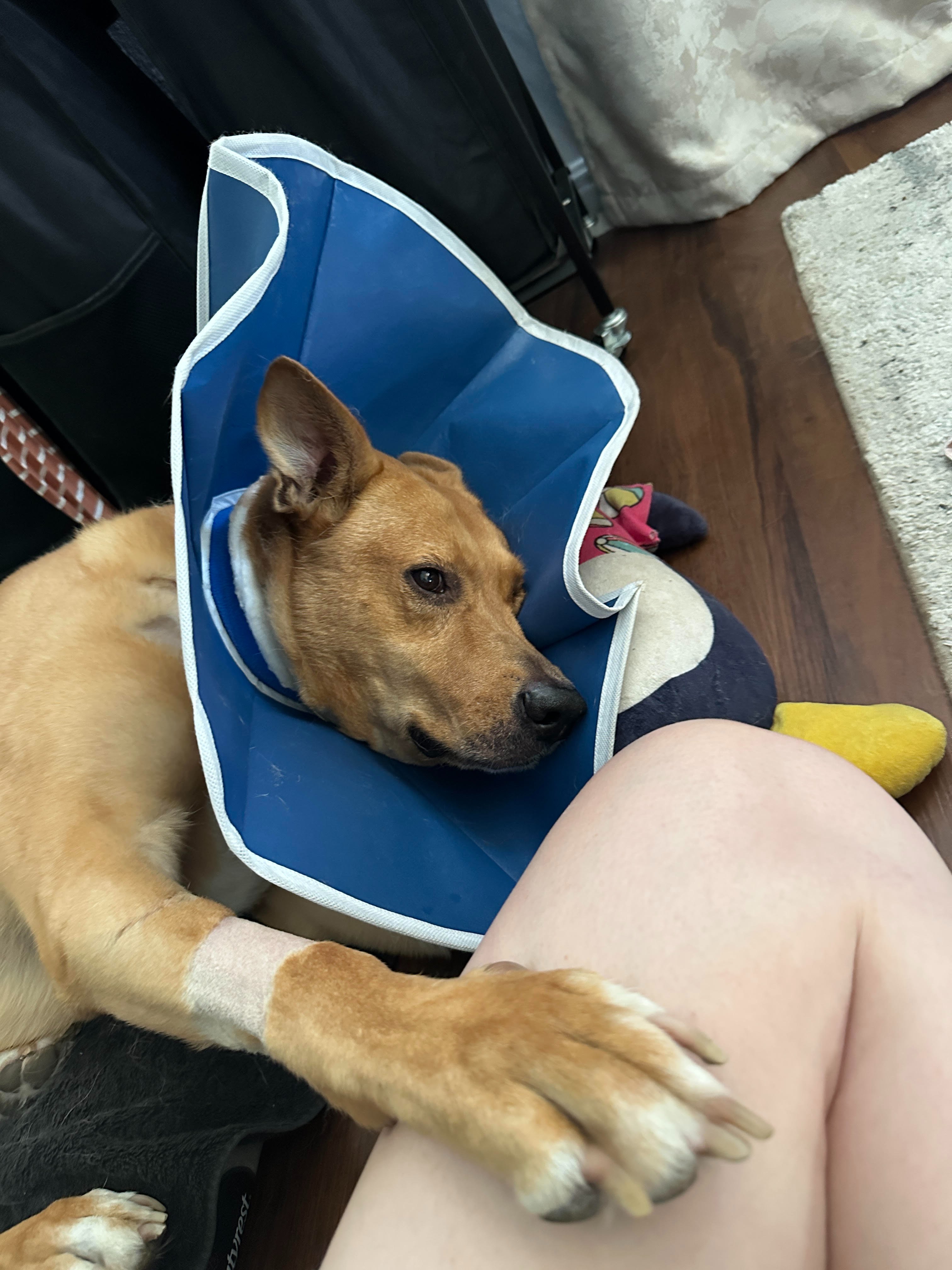 Help Our Dog Tom Petty Recover from a Bear Attack campaign photo, 2 of 8