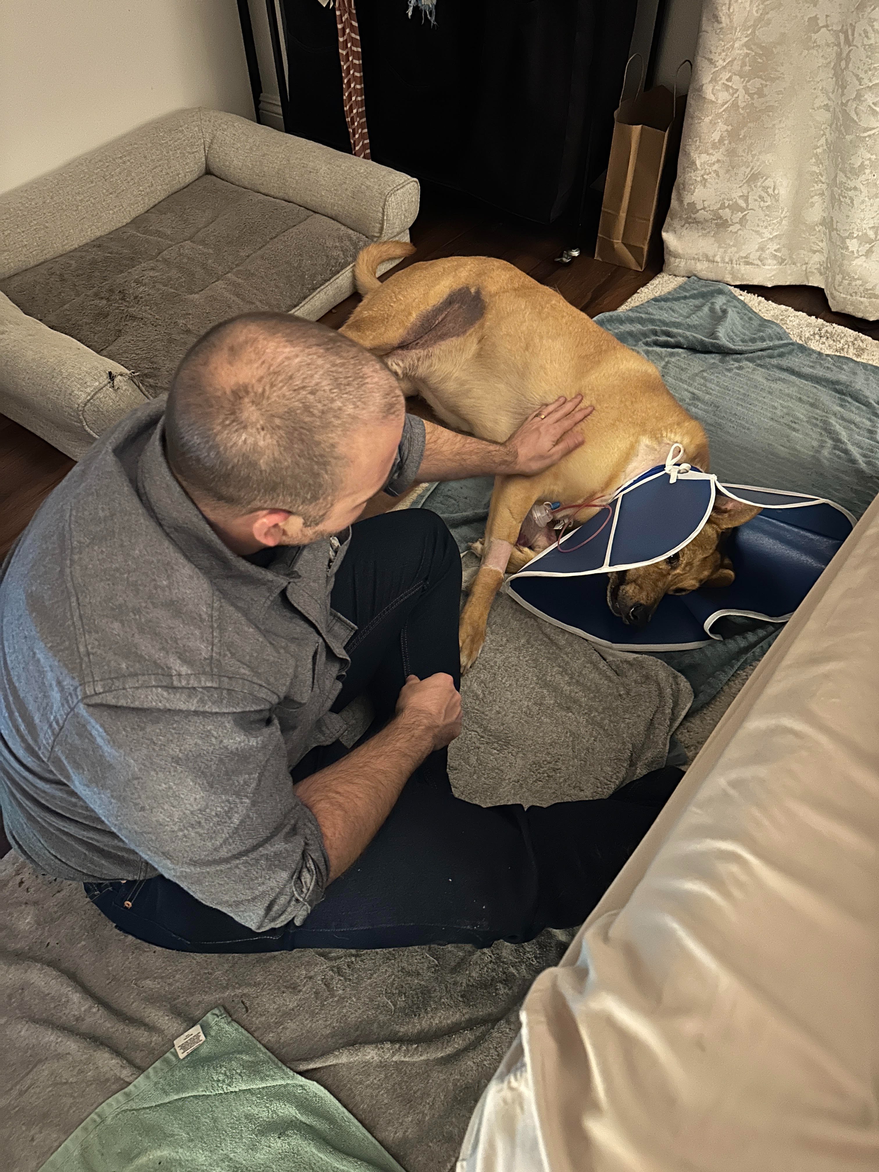 Help Our Dog Tom Petty Recover from a Bear Attack campaign photo, 5 of 8