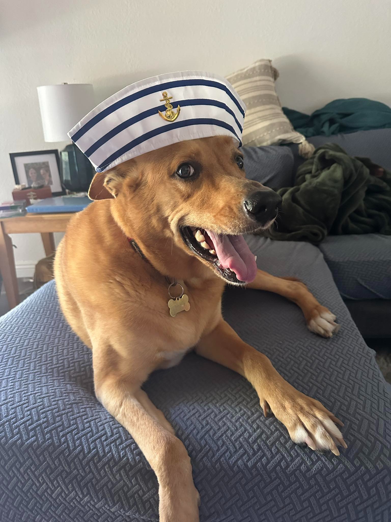 Help Our Dog Tom Petty Recover from a Bear Attack campaign photo, 6 of 8