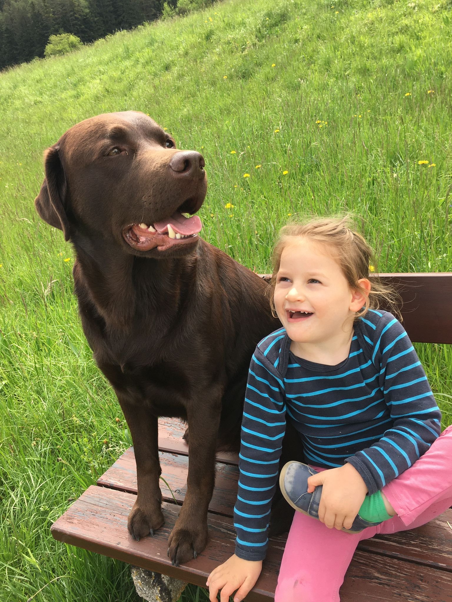 ❤️ Gemeinsam für Marlies – ein neuer Begleithund campaign photo, 8 of 9