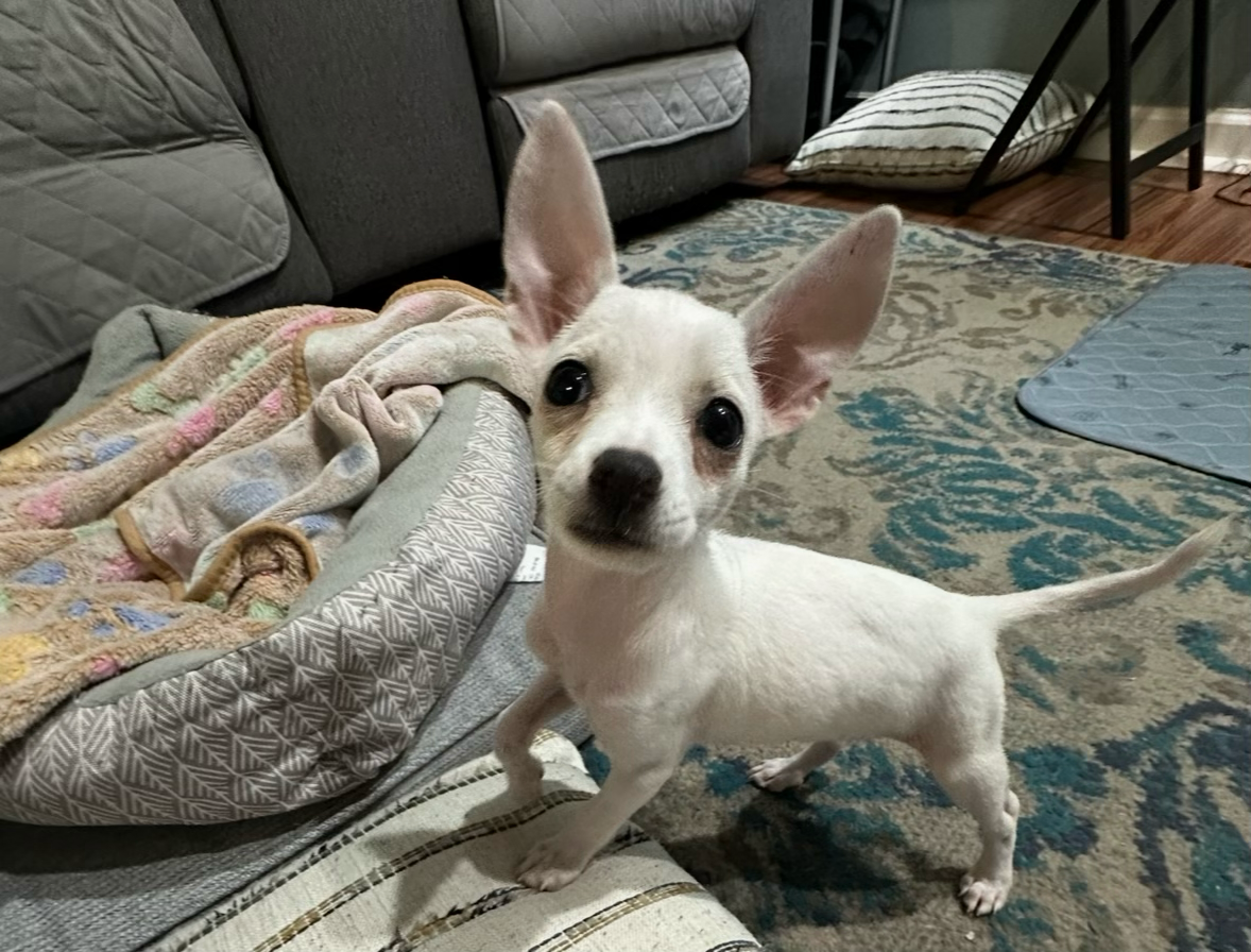 Help Lily Recover From Parvo campaign photo, 9 of 10