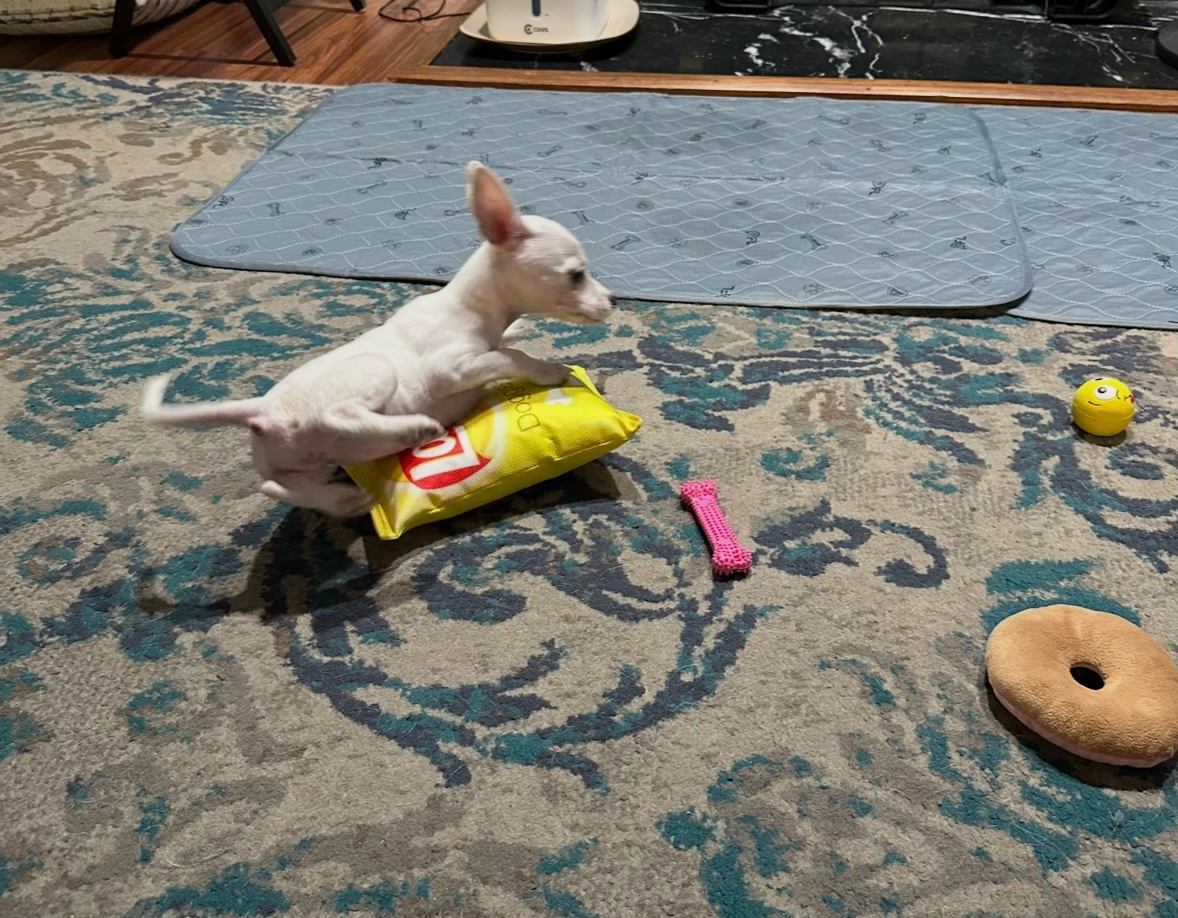 Help Lily Recover From Parvo campaign photo, 2 of 10