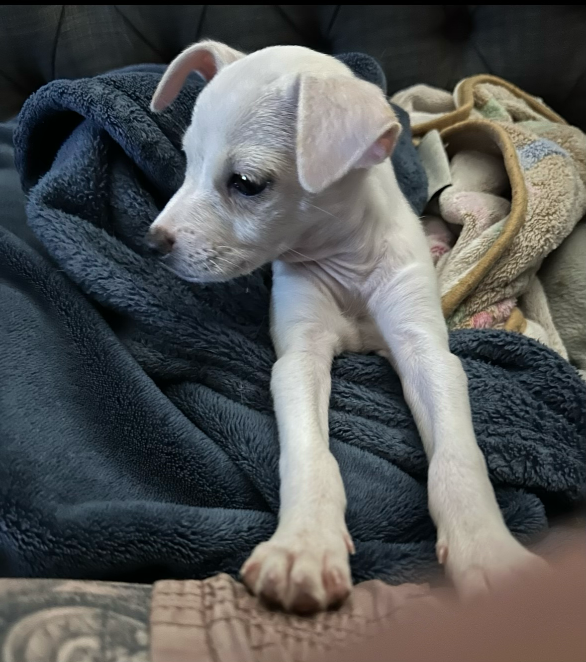 Help Lily Recover From Parvo campaign photo, 4 of 10