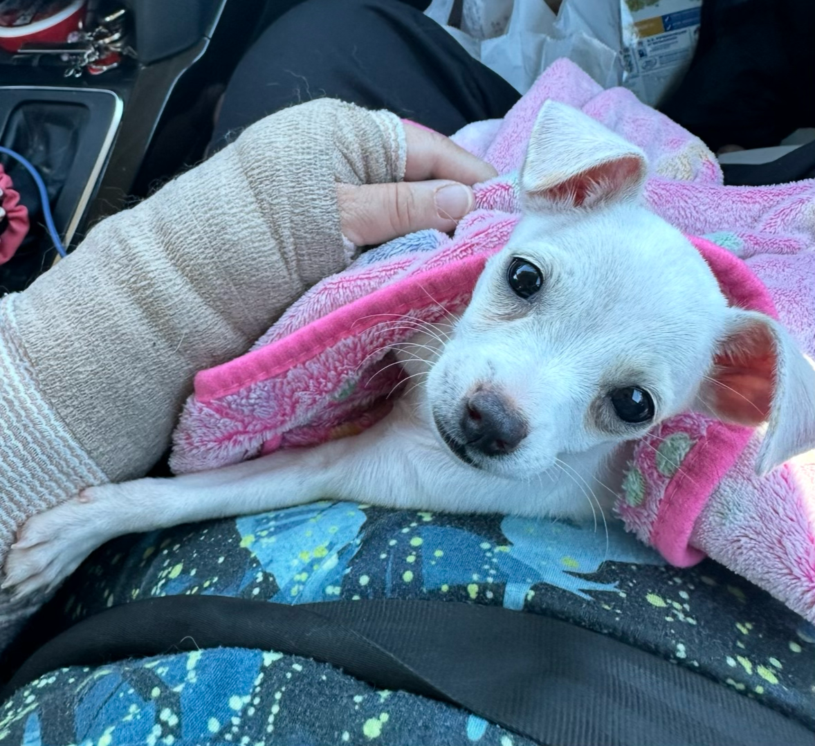 Help Lily Recover From Parvo campaign photo, 5 of 10