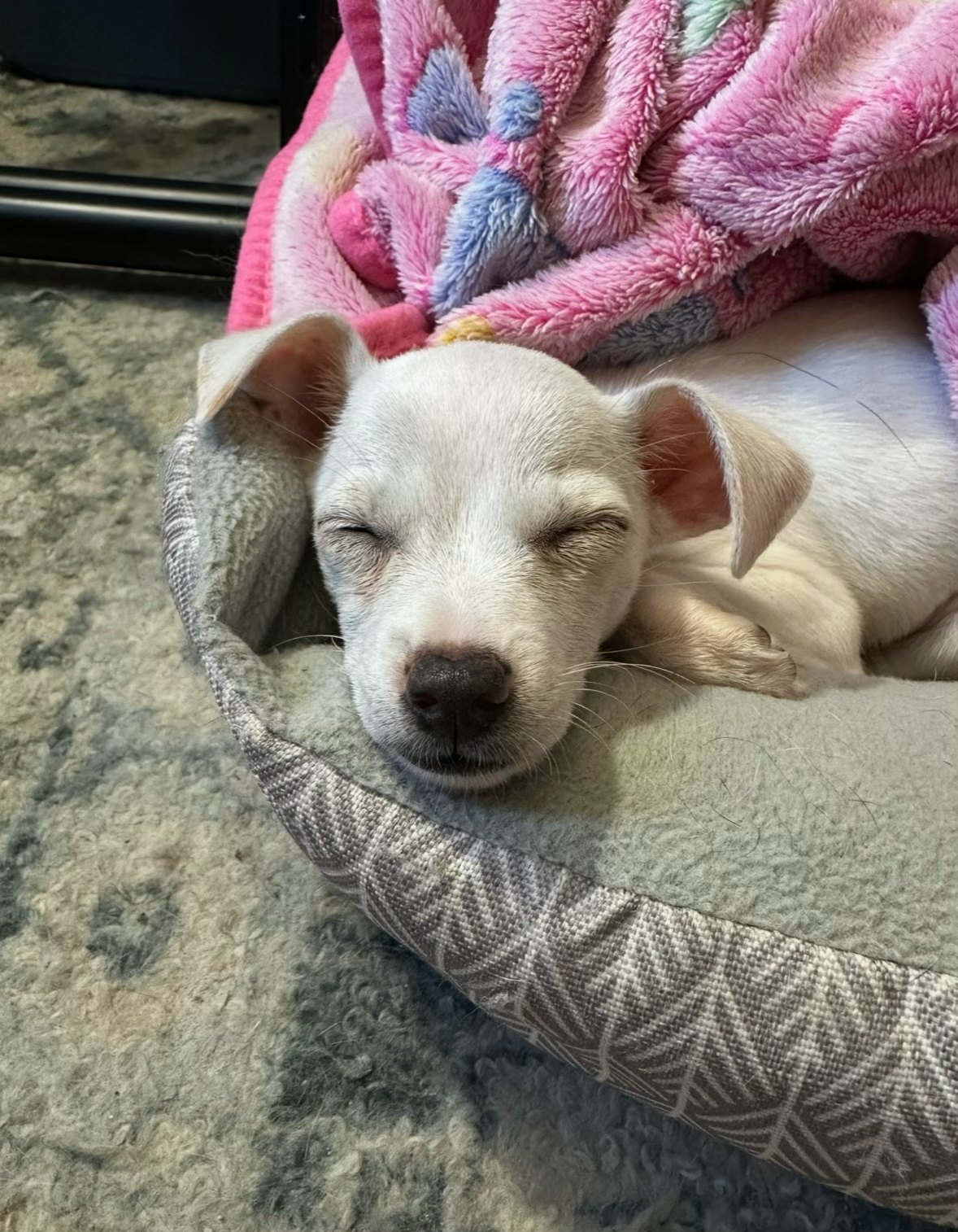 Help Lily Recover From Parvo campaign photo, 6 of 10