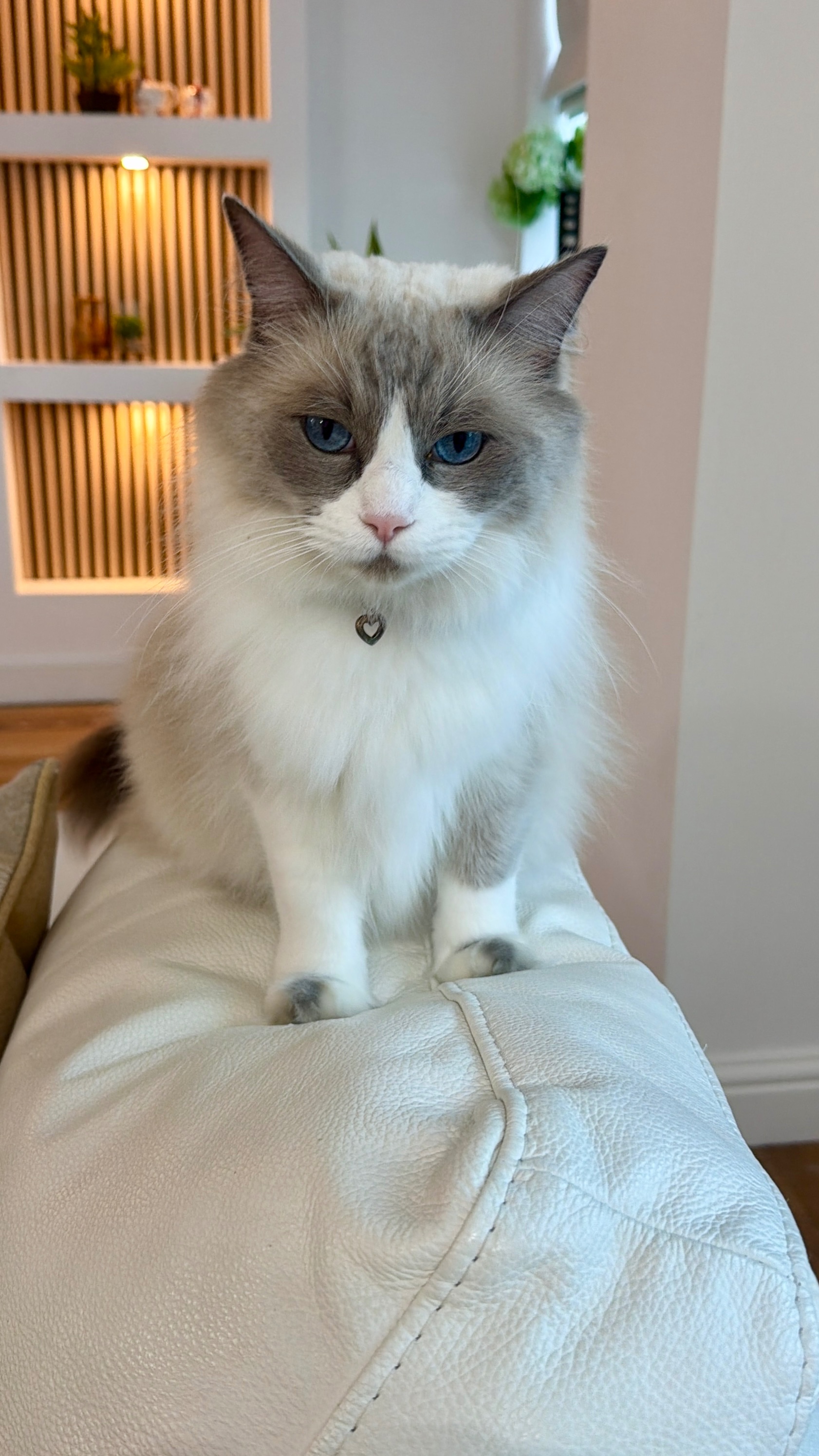 Help Loki recover emergency vet bills and ongoing care campaign photo, 5 of 6