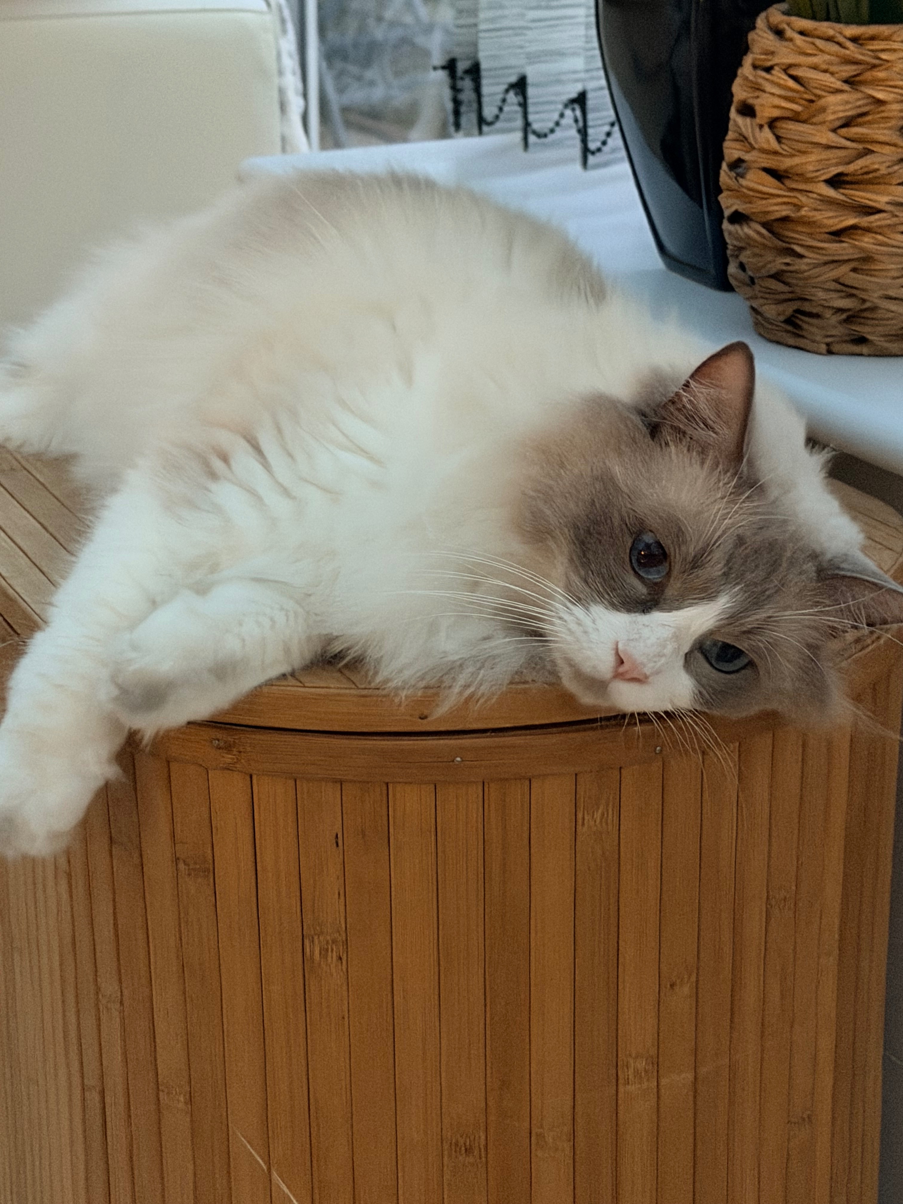 Help Loki recover emergency vet bills and ongoing care campaign photo, 4 of 6