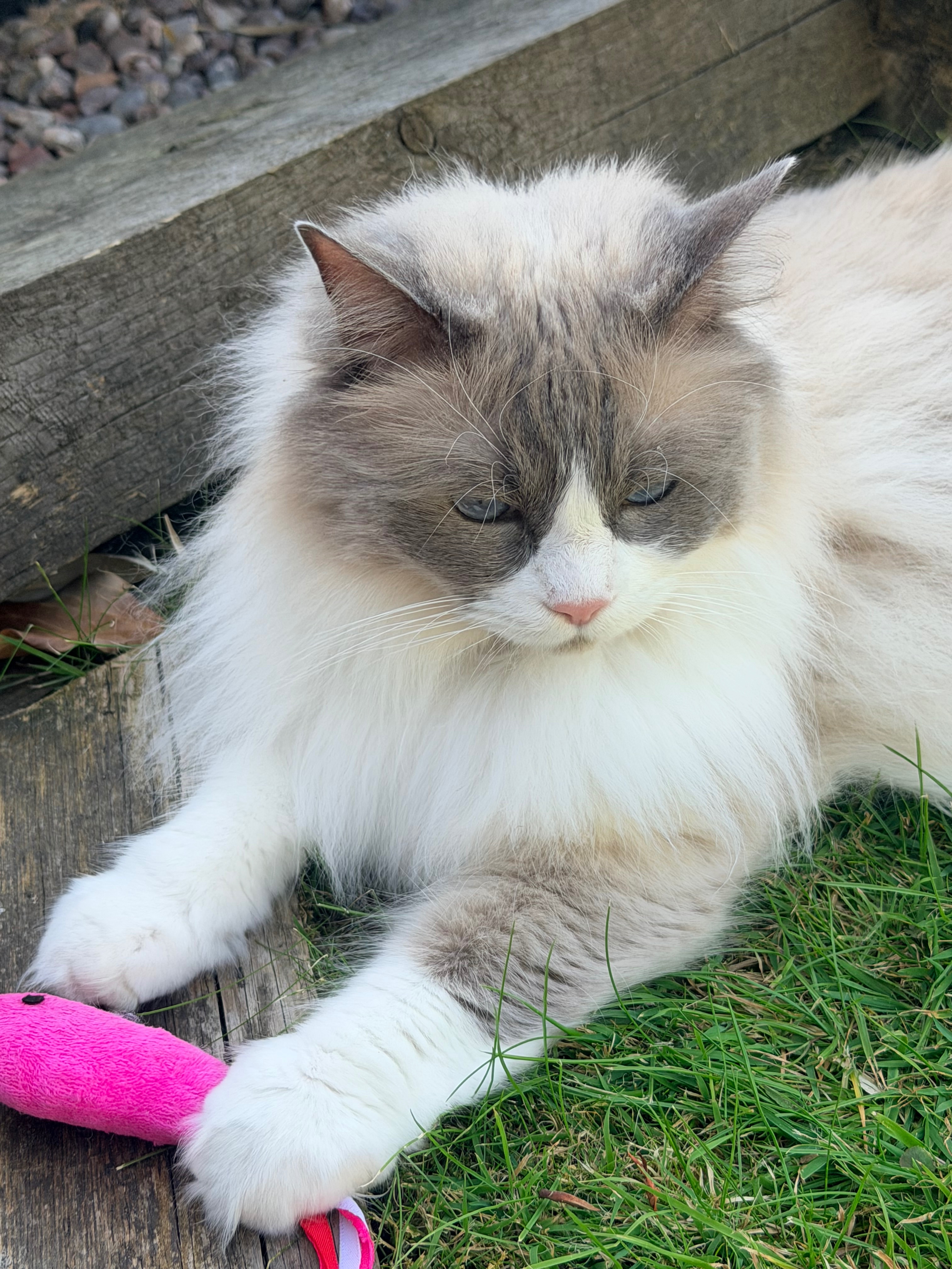 Help Loki recover emergency vet bills and ongoing care campaign photo, 2 of 6