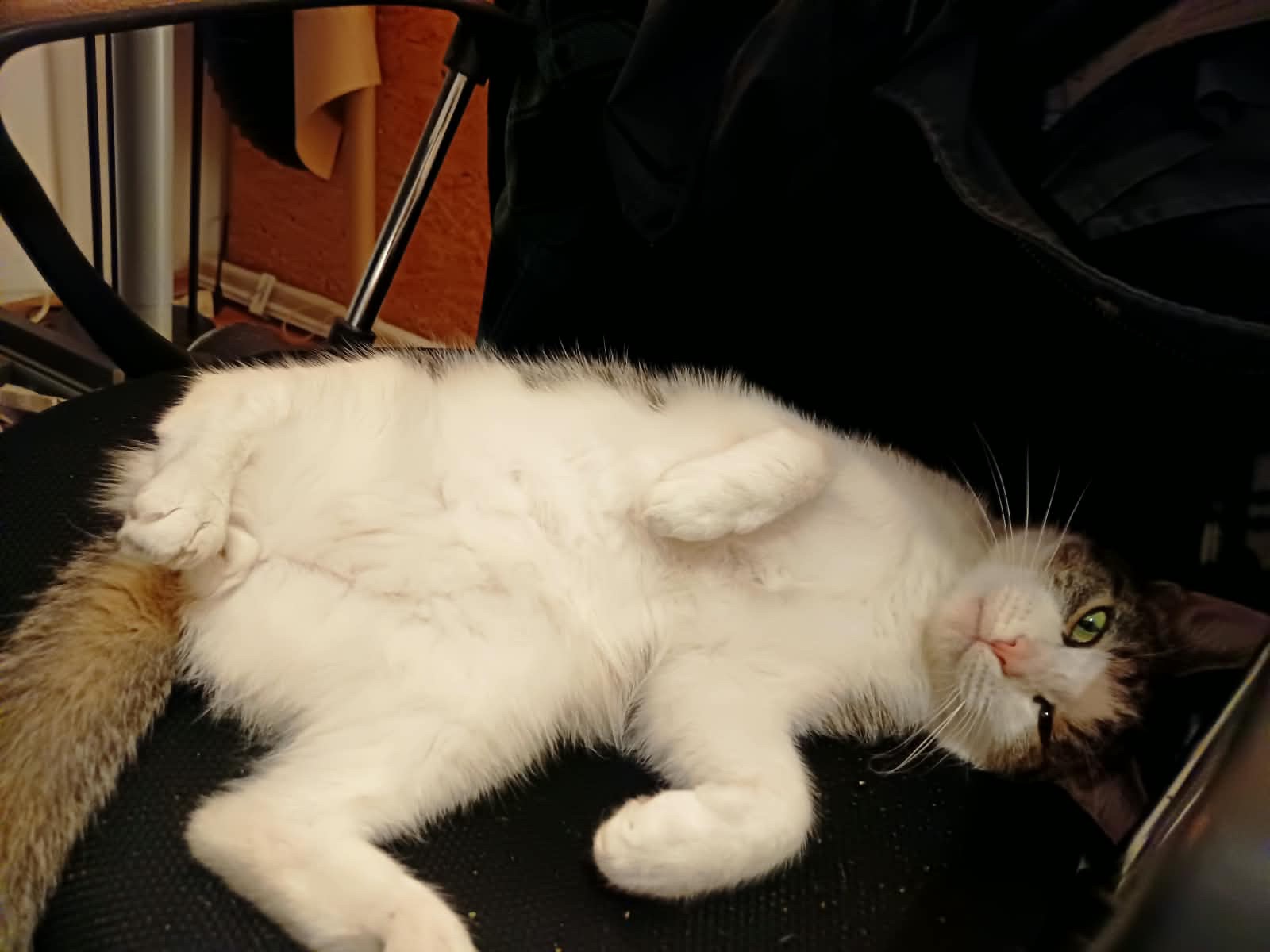 Mopsi (2 Jahre) braucht Hilfe – ein kleiner Kater in Not campaign photo, 6 of 7