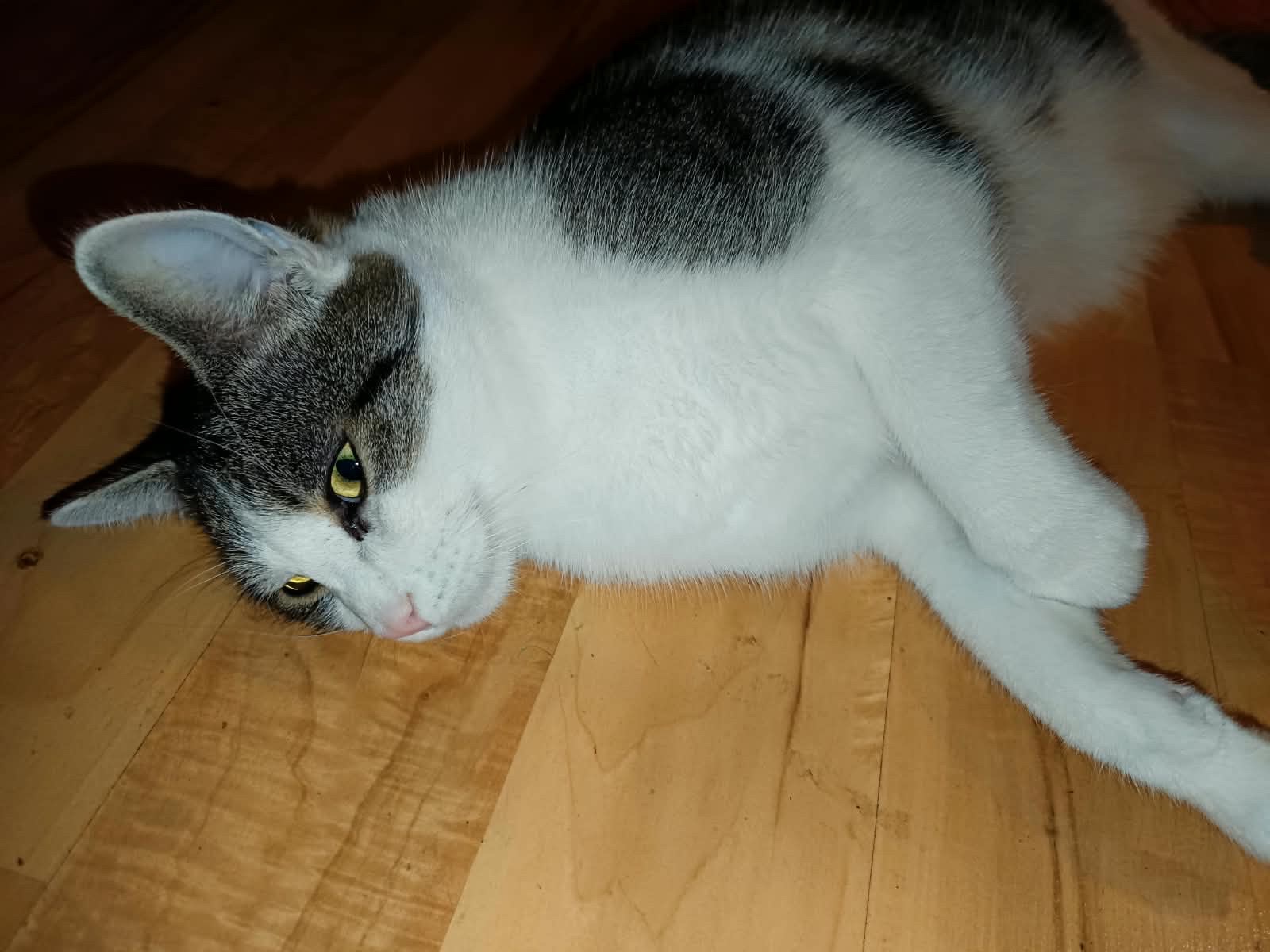 Mopsi (2 Jahre) braucht Hilfe – ein kleiner Kater in Not campaign photo, 4 of 7