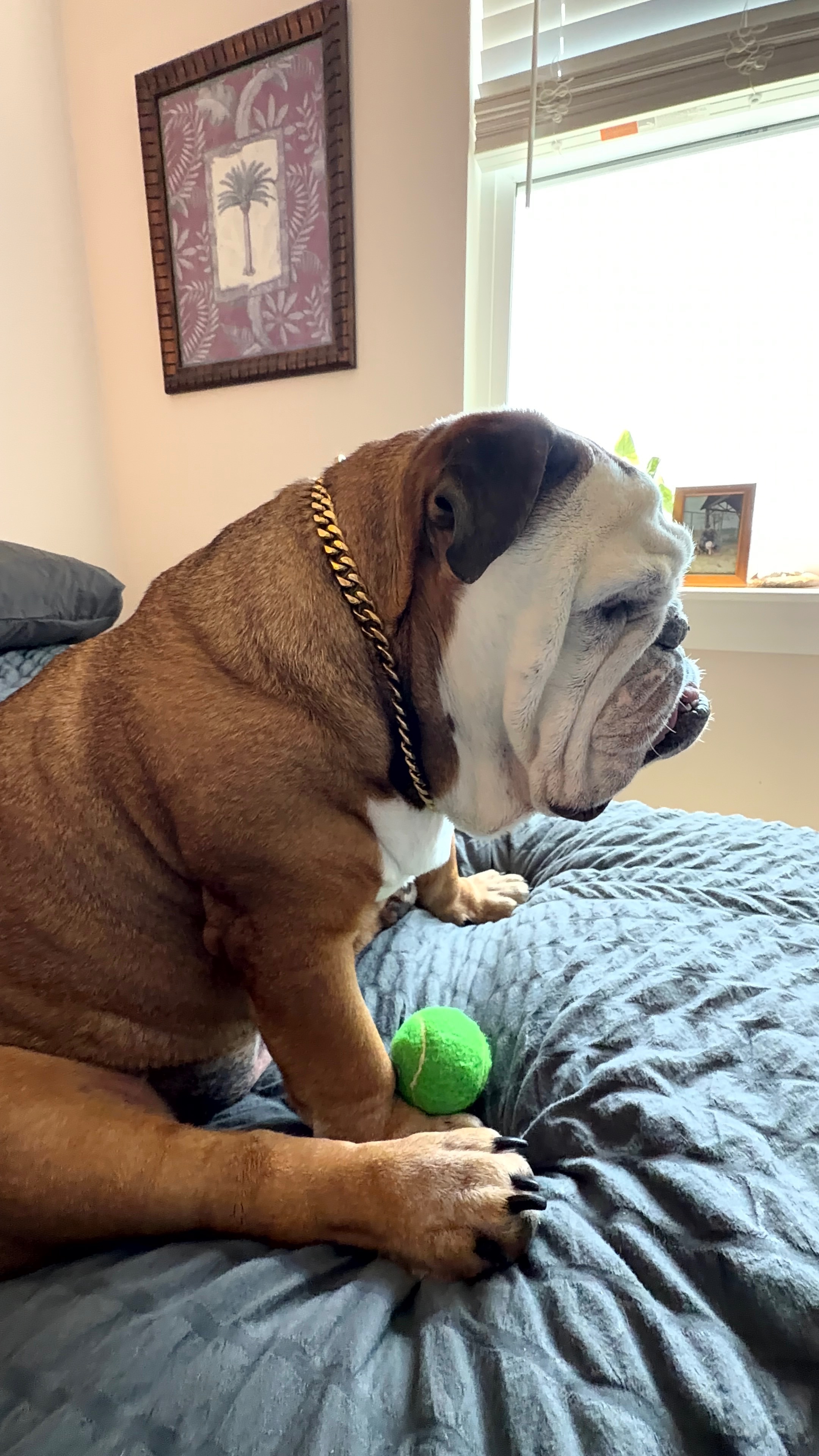 Help Hercules With Ongoing Cancer Care campaign photo, 2 of 11