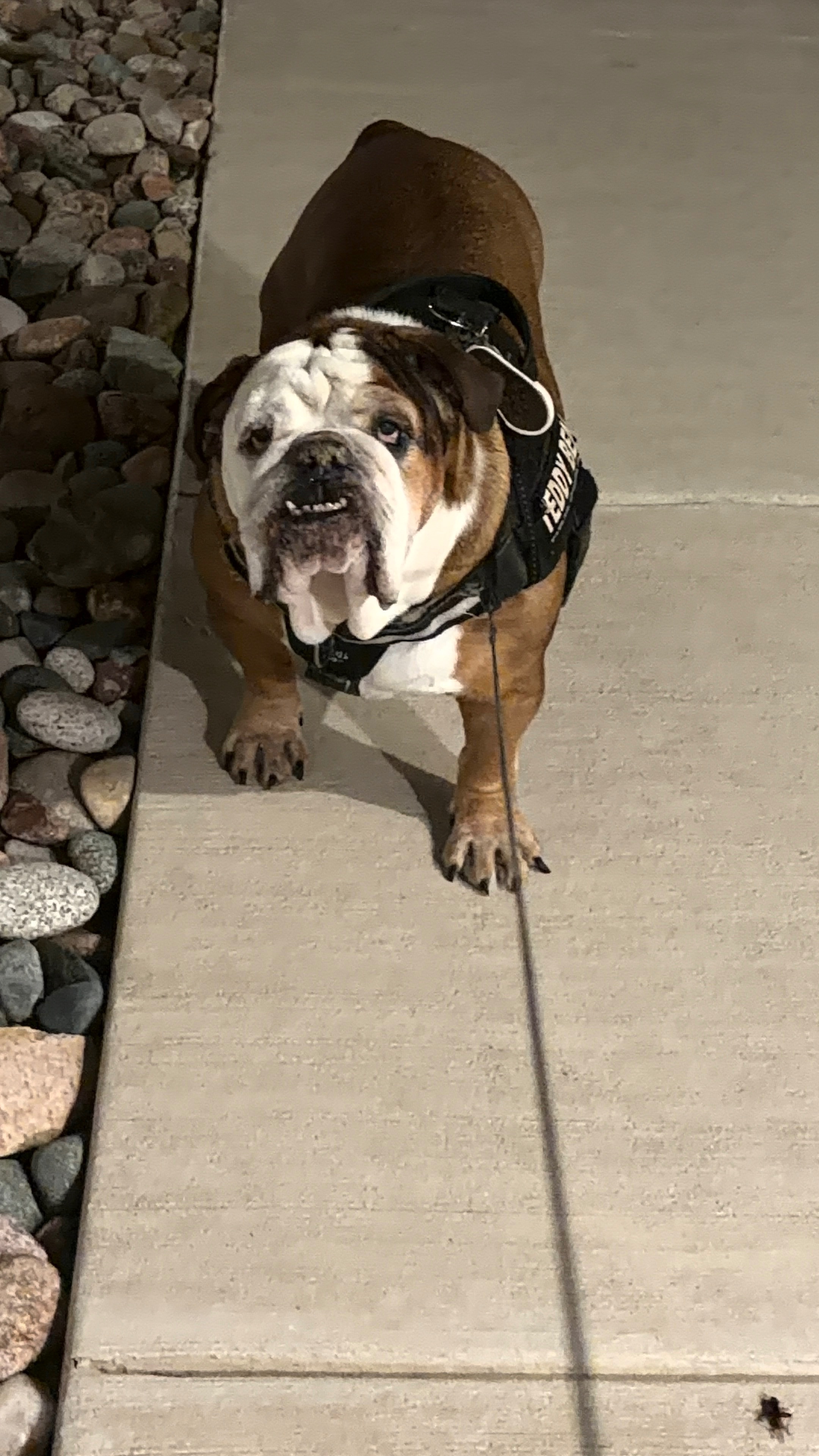 Help Hercules With Ongoing Cancer Care campaign photo, 10 of 11