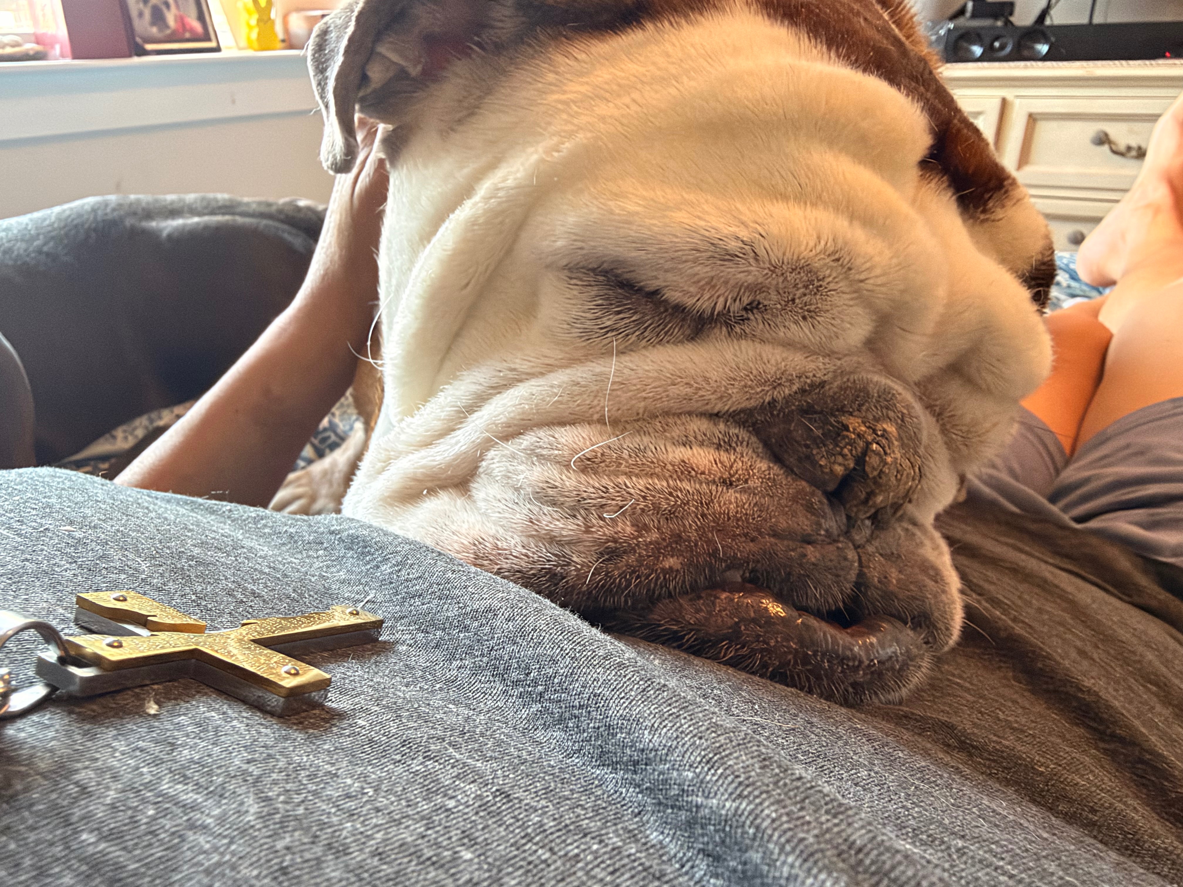 Help Hercules With Ongoing Cancer Care campaign photo, 4 of 11