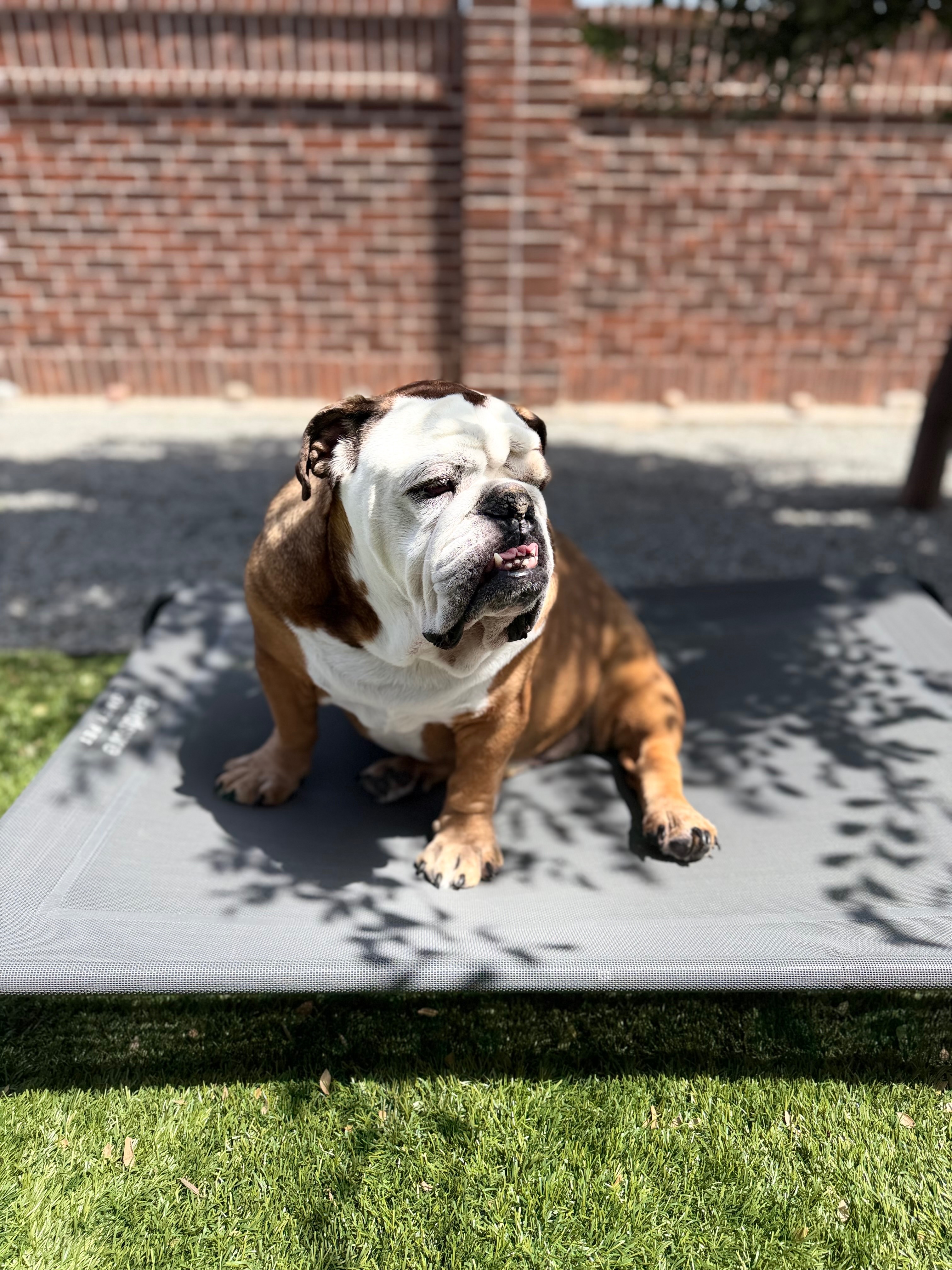 Help Hercules With Ongoing Cancer Care campaign photo, 5 of 11
