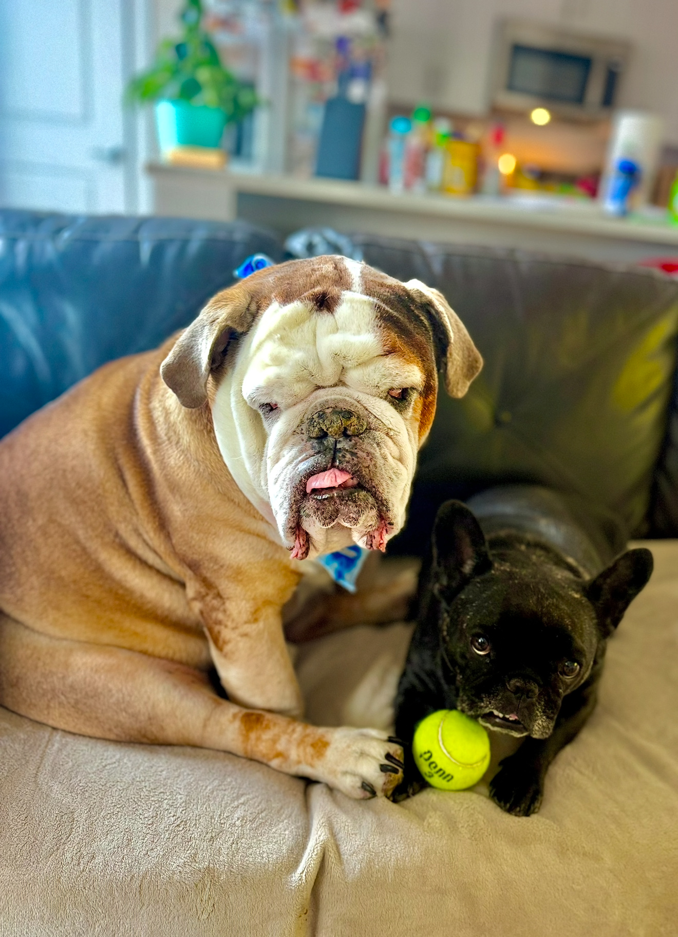 Help Hercules With Ongoing Cancer Care campaign photo, 6 of 11