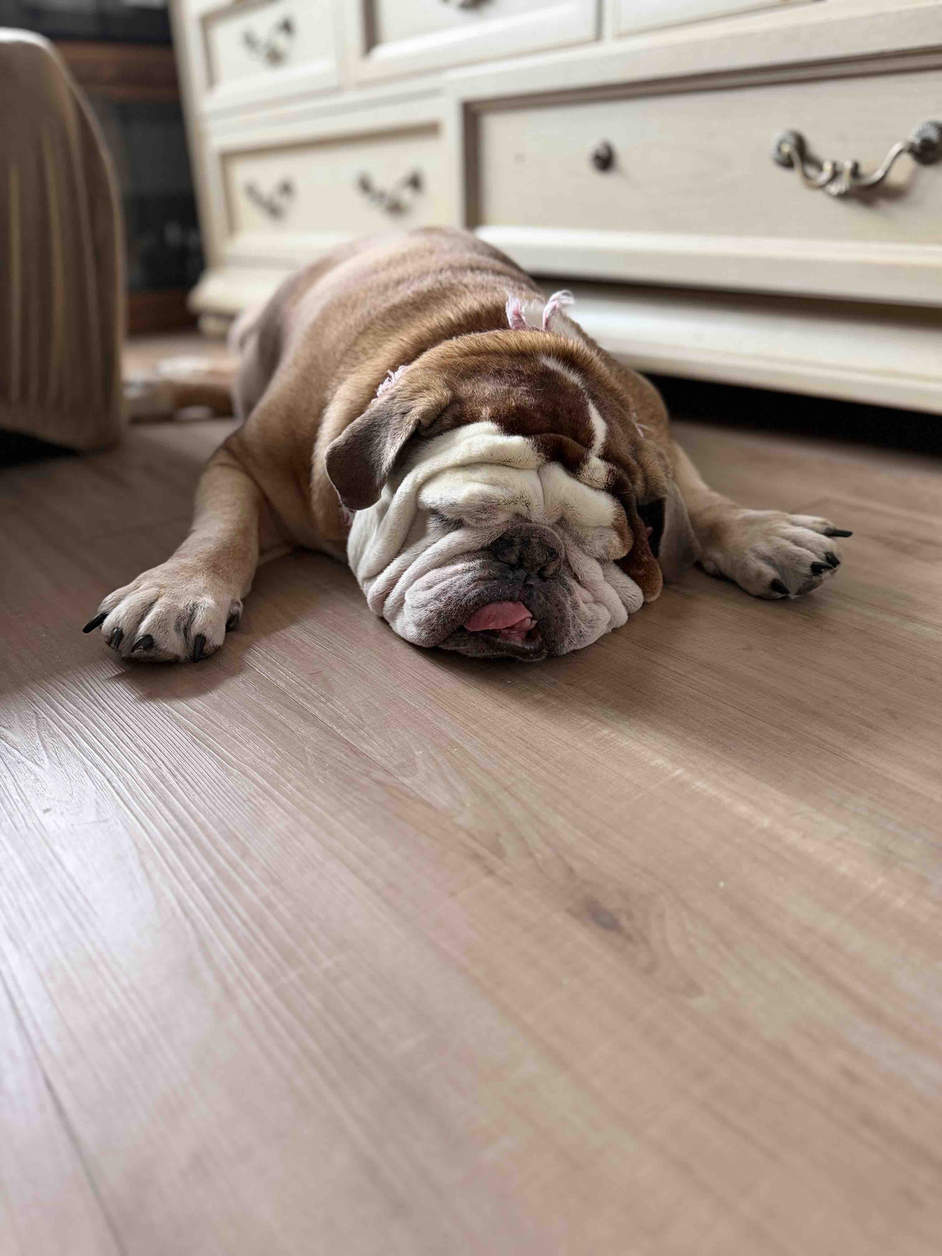 Help Hercules With Ongoing Cancer Care campaign photo, 7 of 11