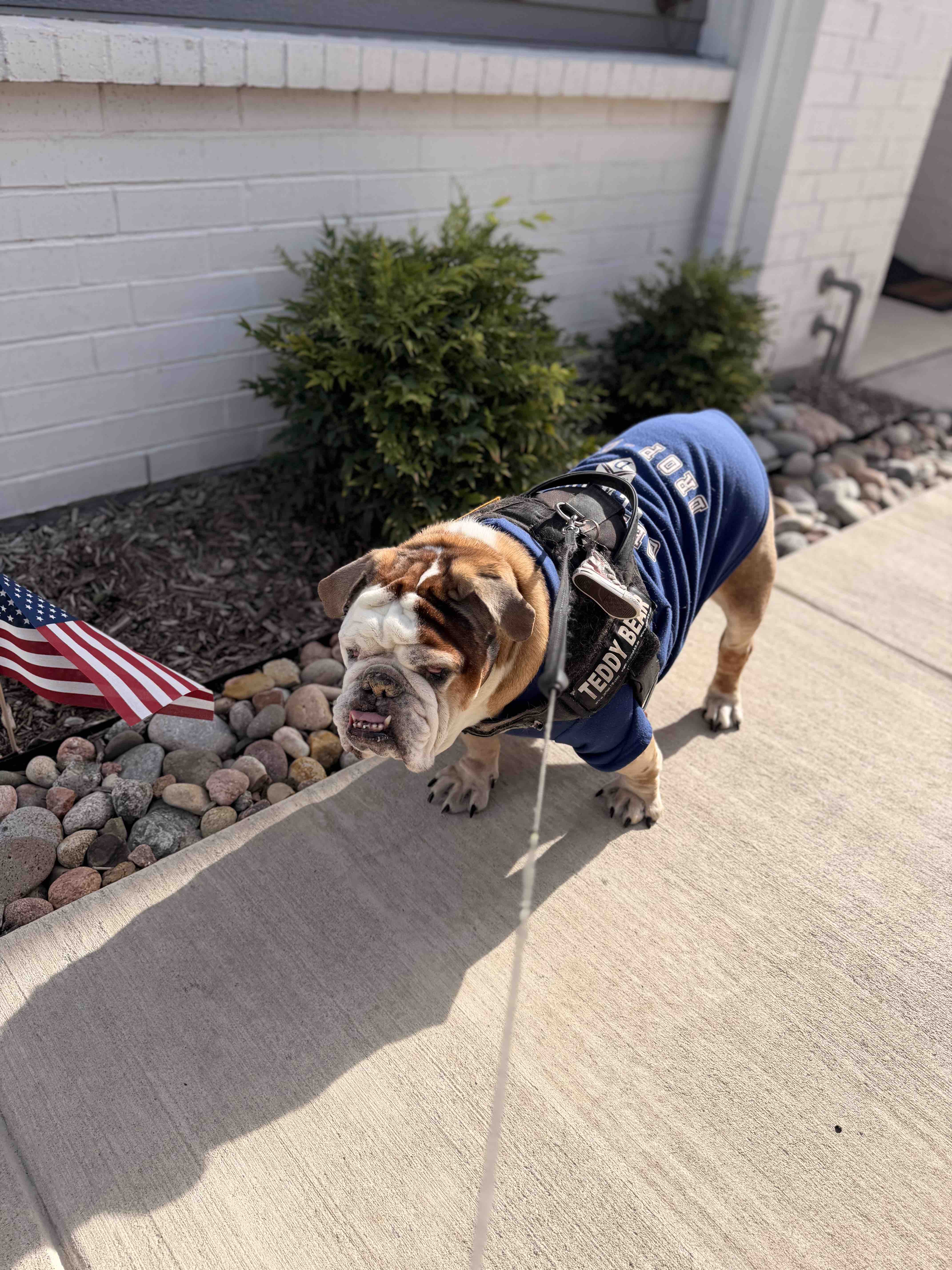 Help Hercules With Ongoing Cancer Care campaign photo, 8 of 11