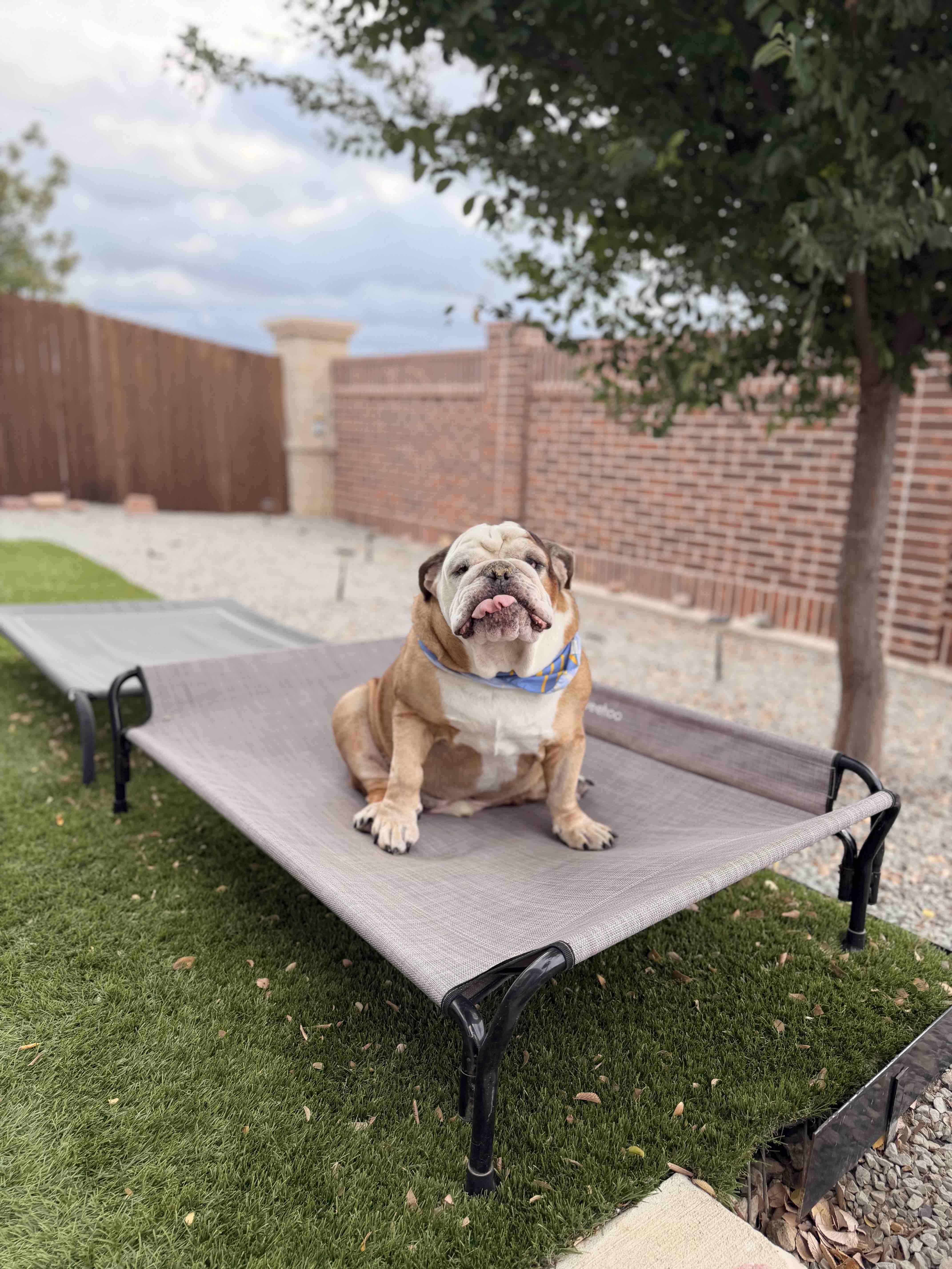 Help Hercules With Ongoing Cancer Care campaign photo, 9 of 11