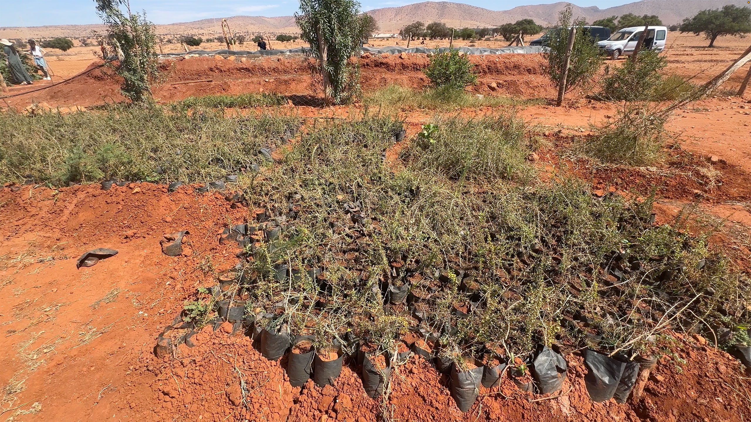 Help a women-led cooperative in Morocco create an argan farm campaign photo, 2 of 7