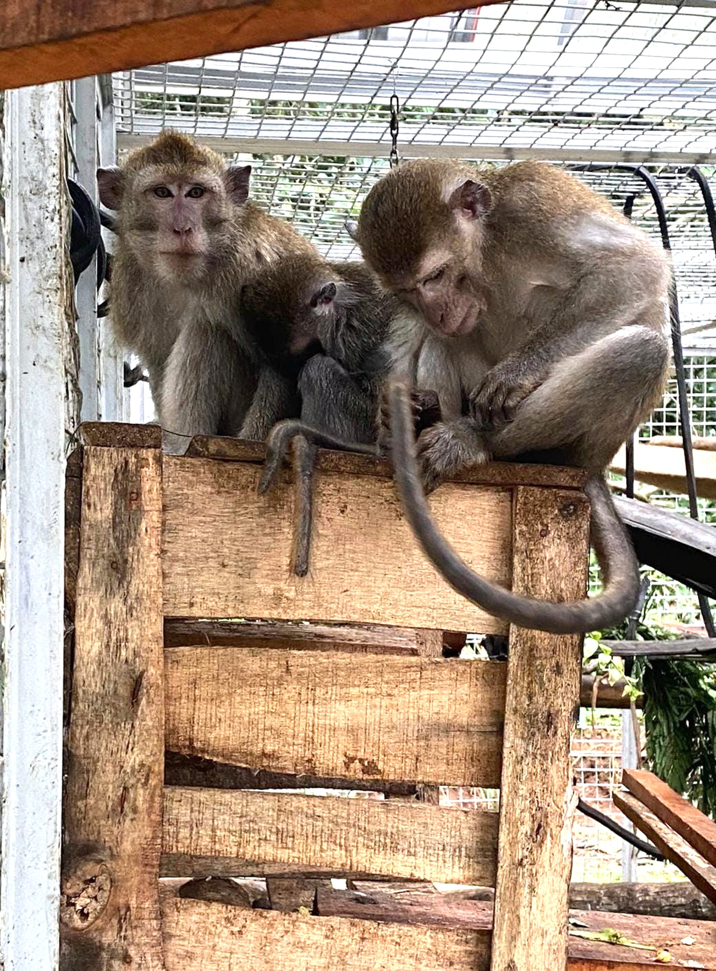 Help to return rescued macaques back to the Wild campaign photo, 7 of 8