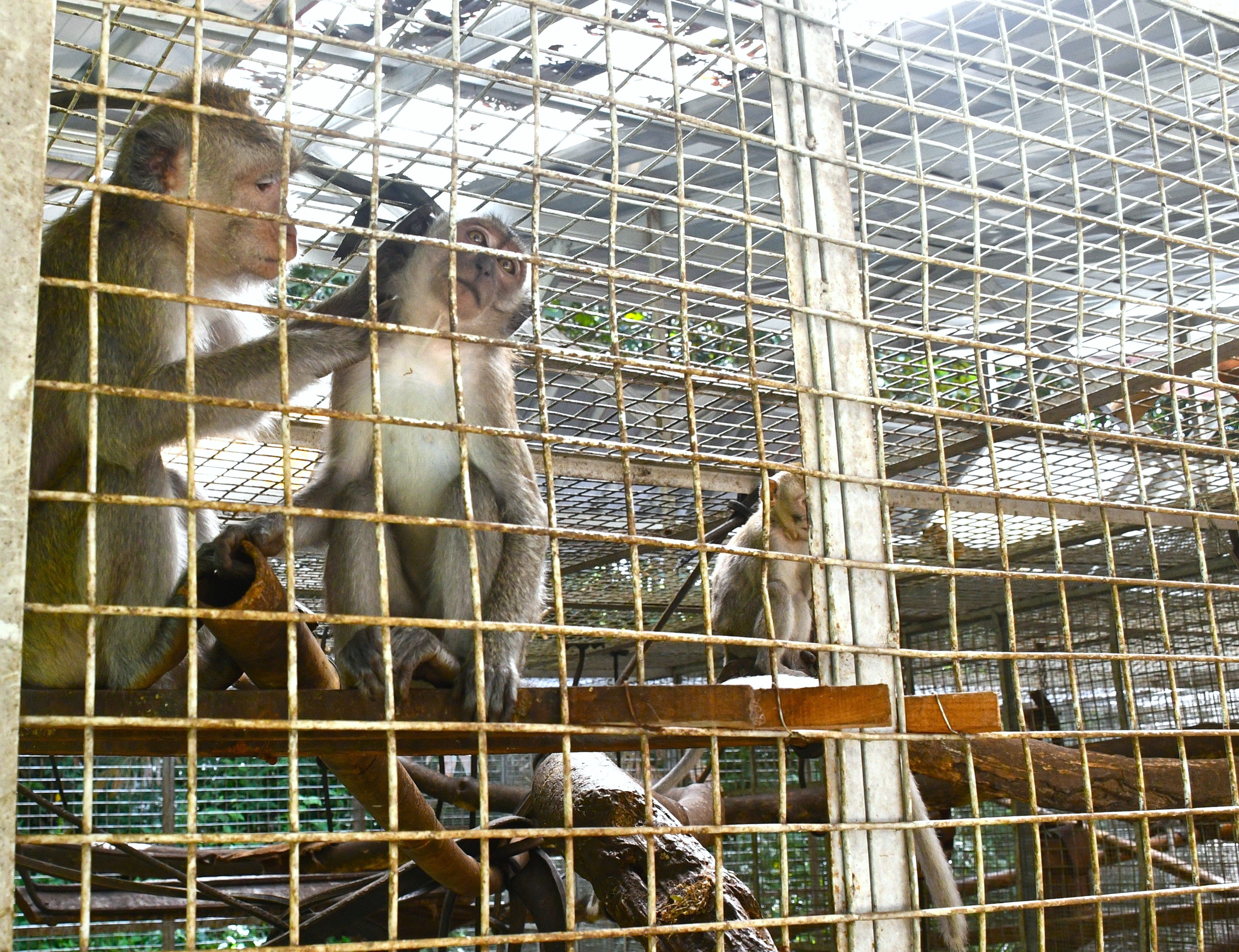 Help to return rescued macaques back to the Wild campaign photo, 2 of 8