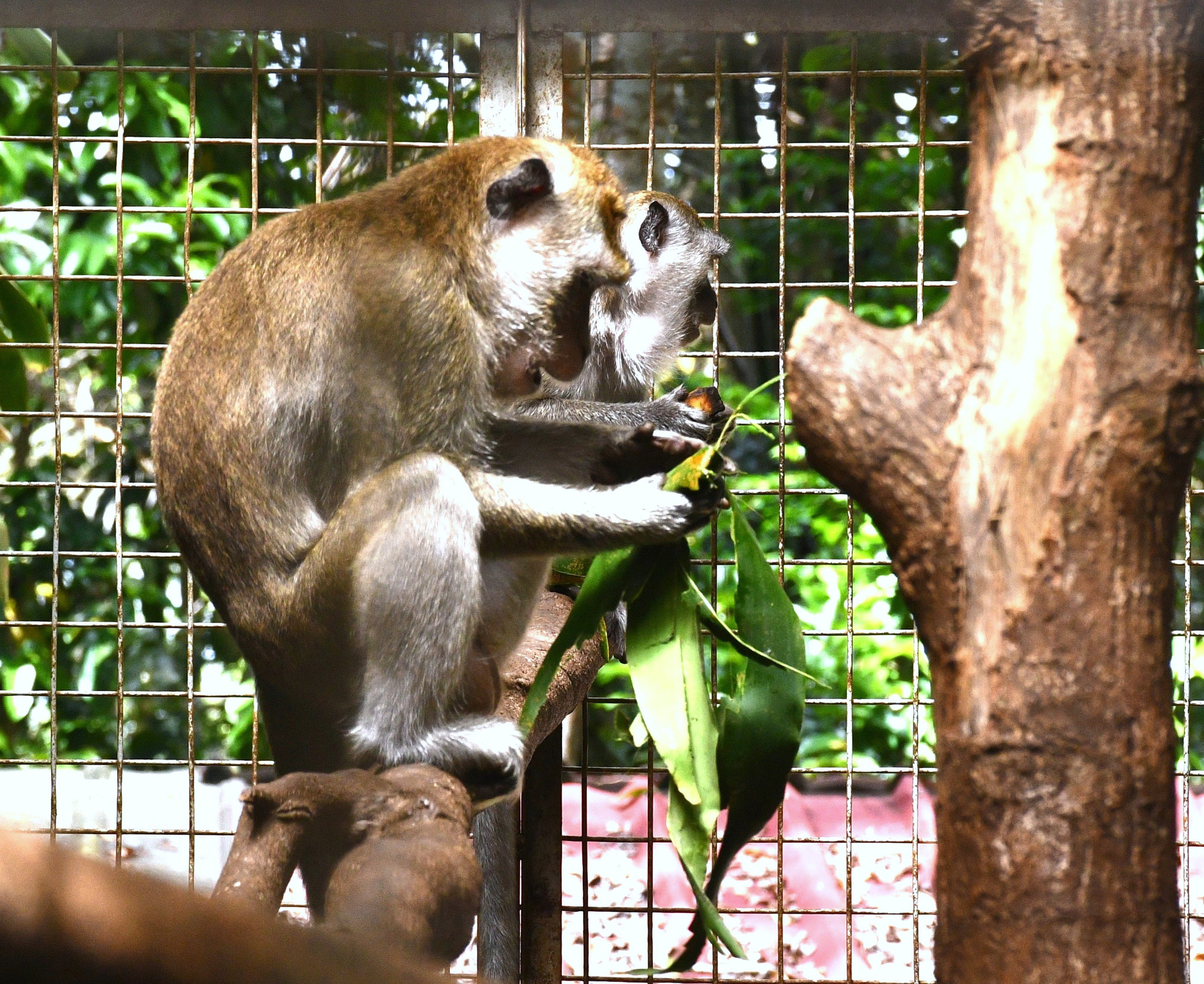 Help to return rescued macaques back to the Wild campaign photo, 6 of 8