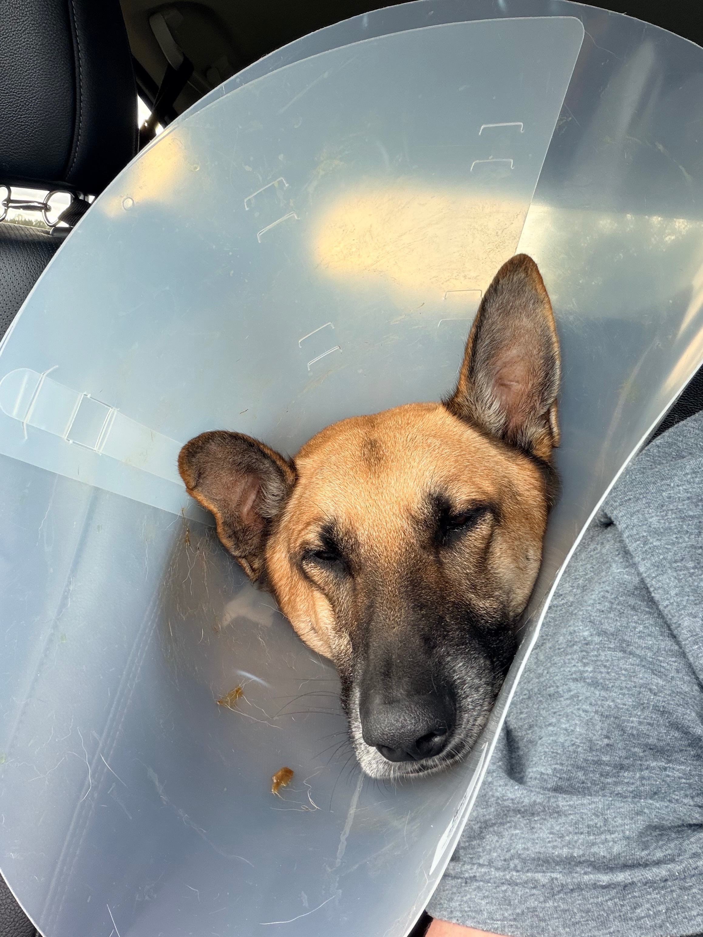 Support Günter's Emergency Surgery campaign photo, 4 of 8