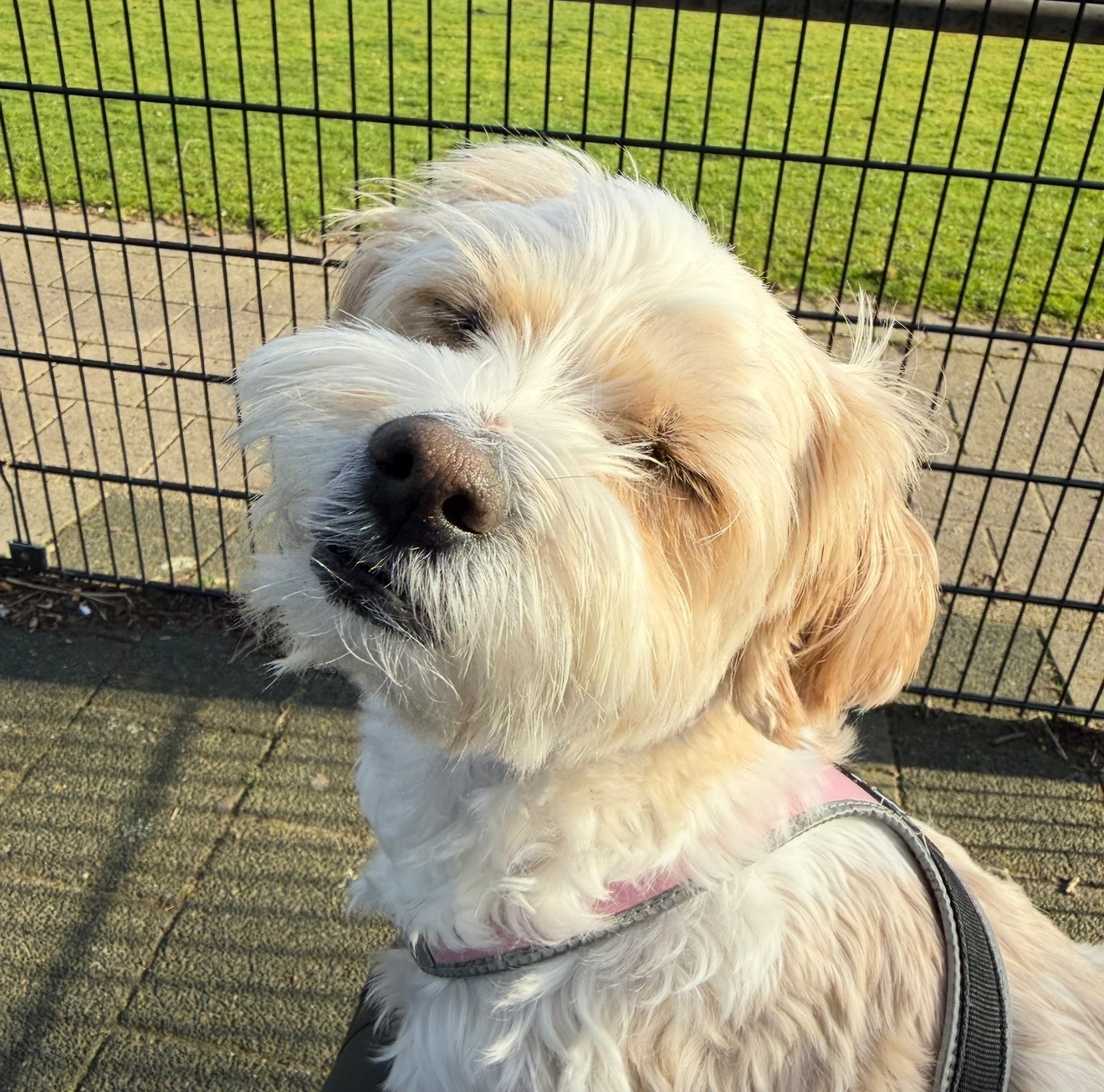 Will you help Elly get the surgery she needs? campaign photo, 2 of 7
