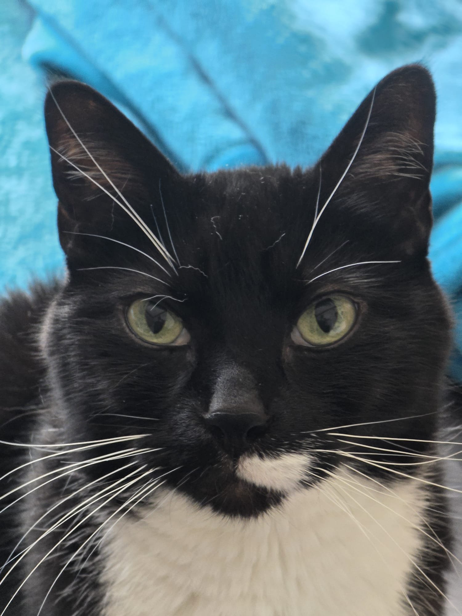 Kampagnen-Foto für Hilfe für Dirksy und seine 2 Katzen, 5 von 8