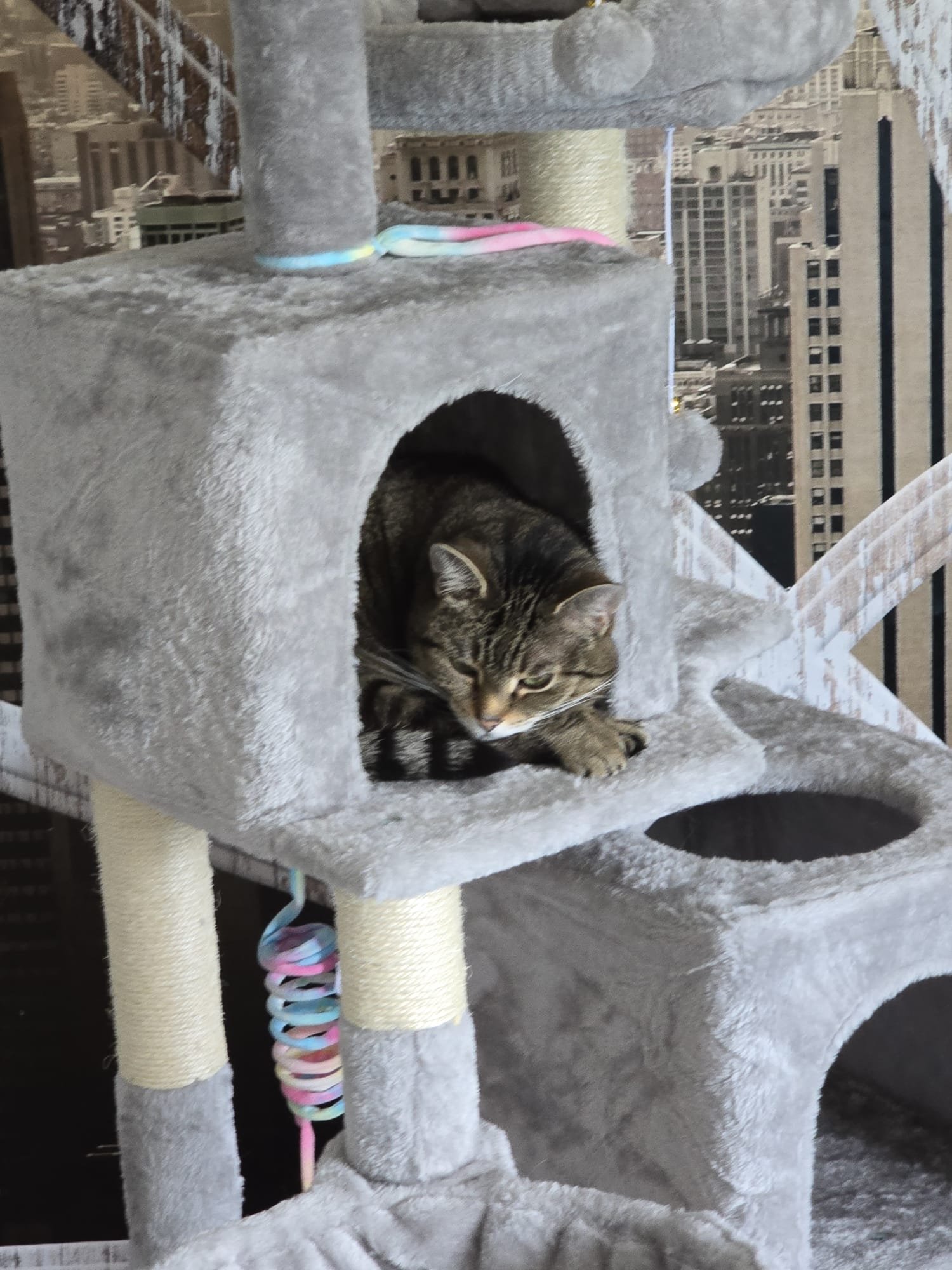 Kampagnen-Foto für Hilfe für Dirksy und seine 2 Katzen, 6 von 8