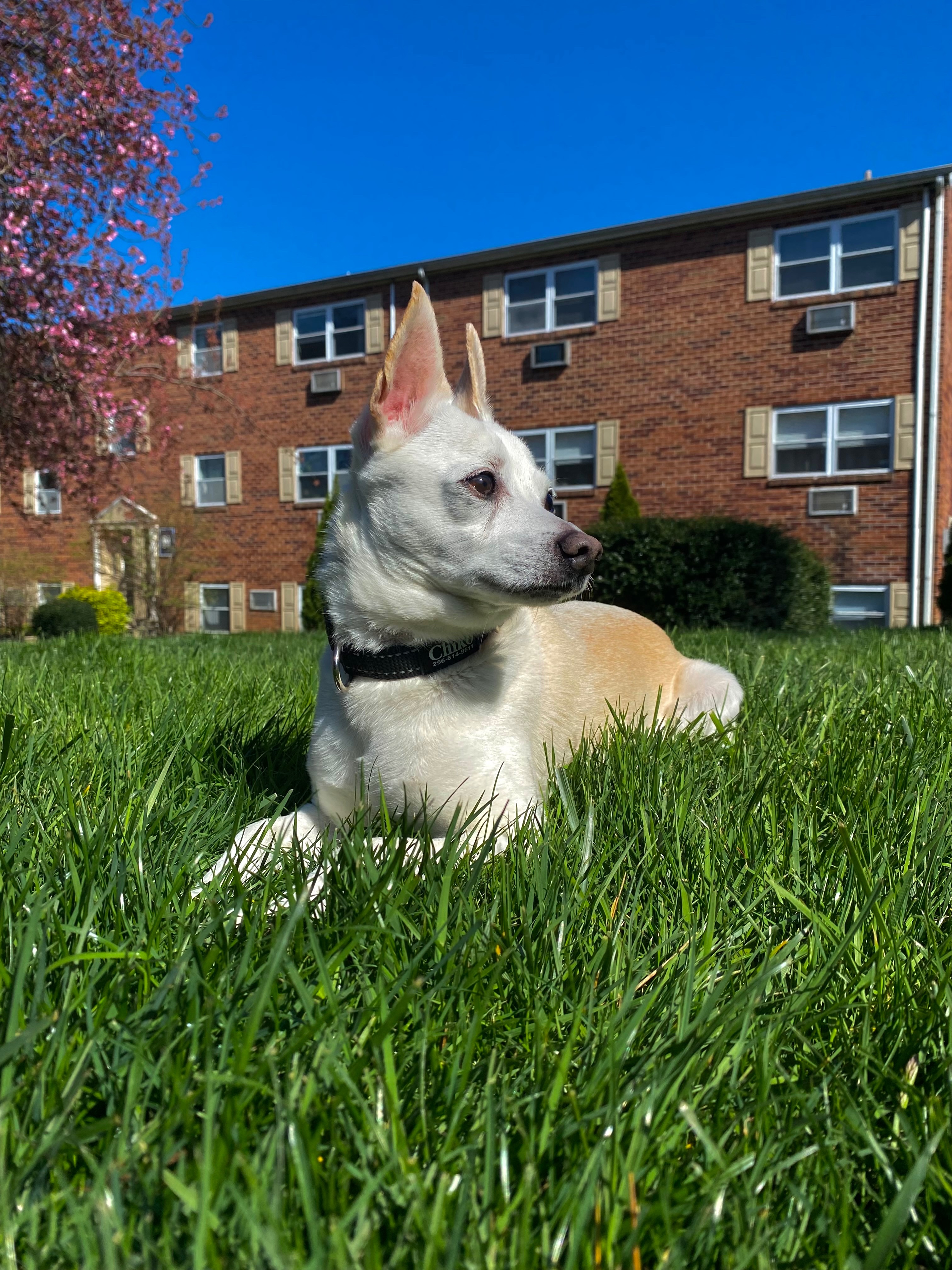 Fundraiser by Alexis Brumlow : Chiko’s Dental Surgery Fund