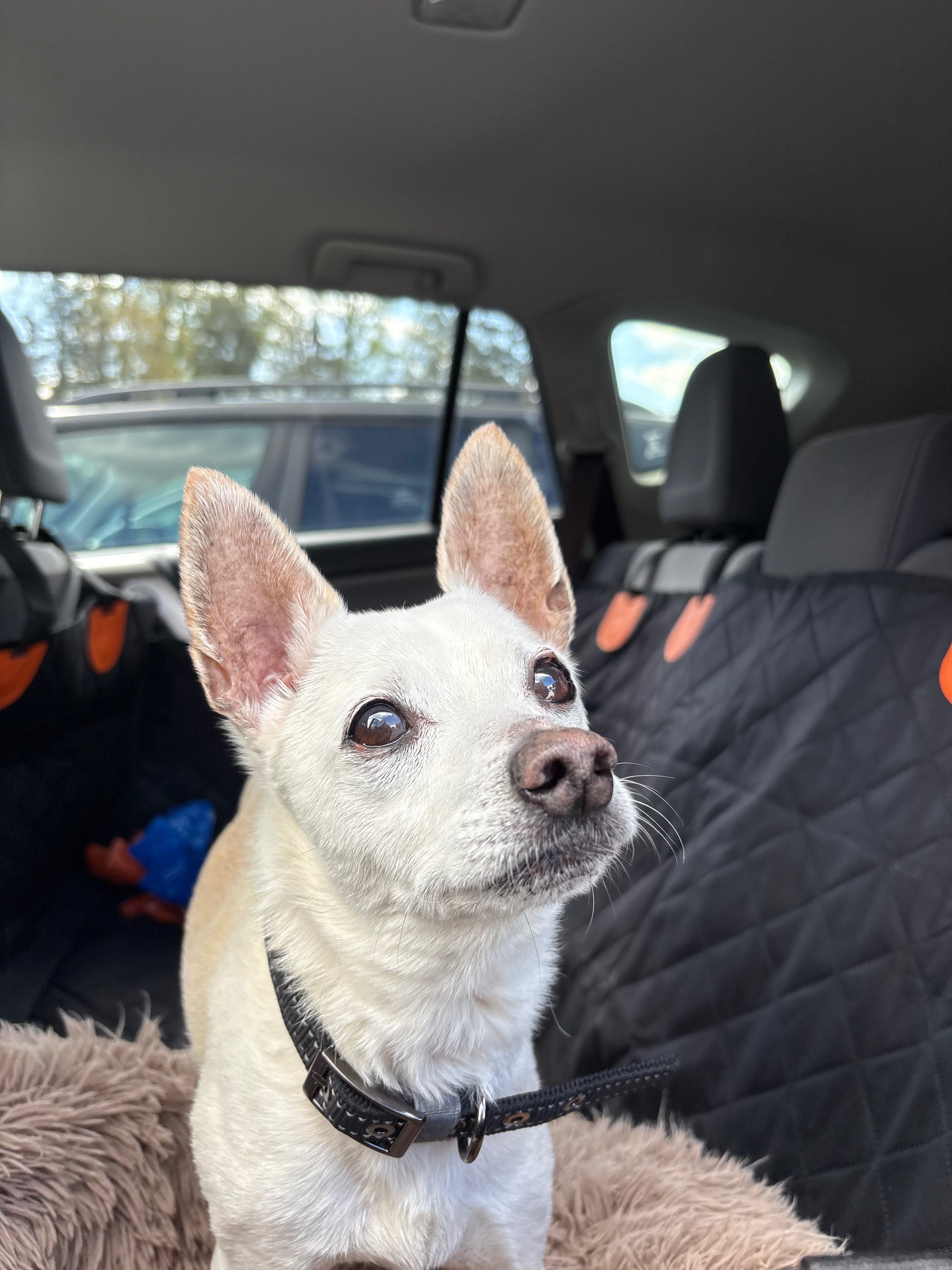 Fundraiser by Alexis Brumlow : Chiko’s Dental Surgery Fund
