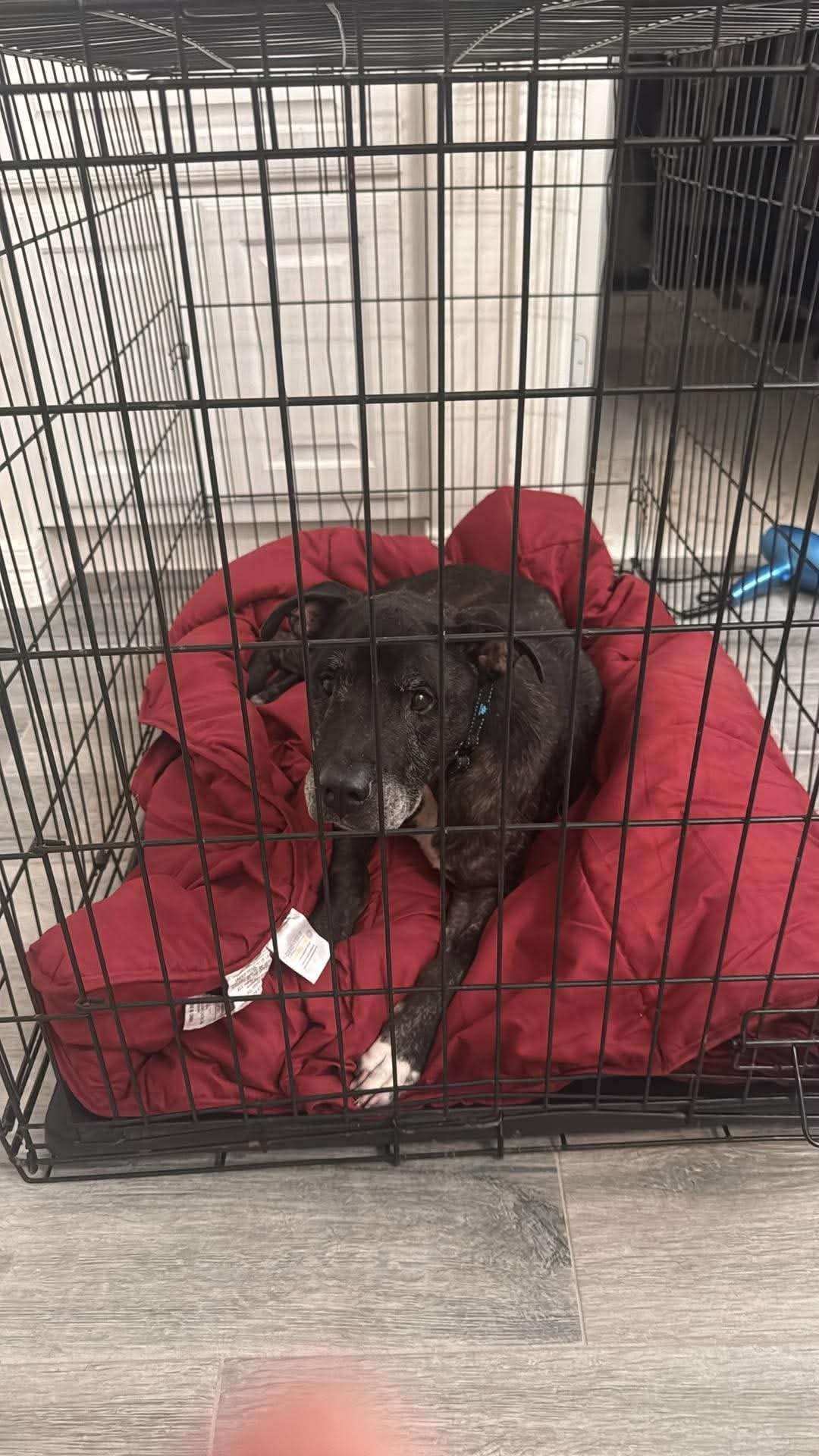 Help Save Senior Dog Poncho campaign photo, 2 of 8
