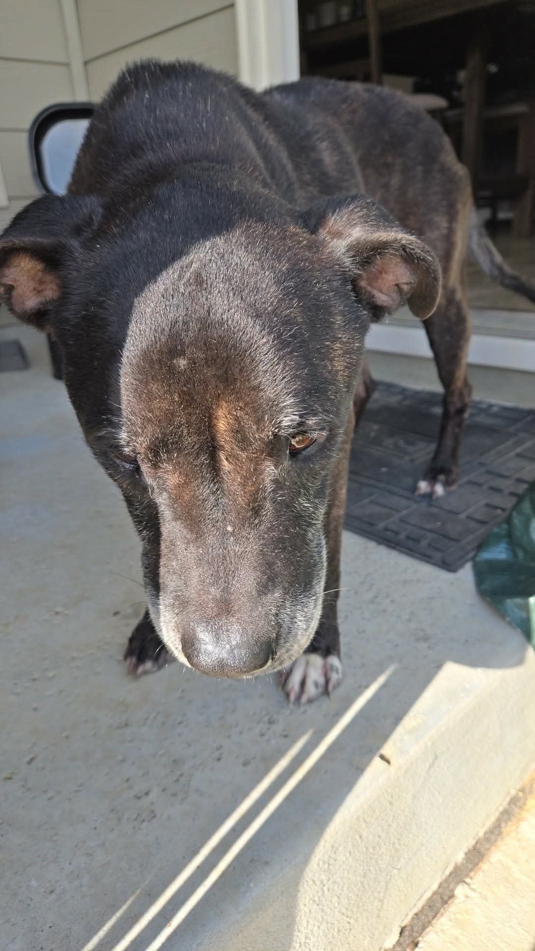 Help Save Senior Dog Poncho campaign photo, 7 of 8