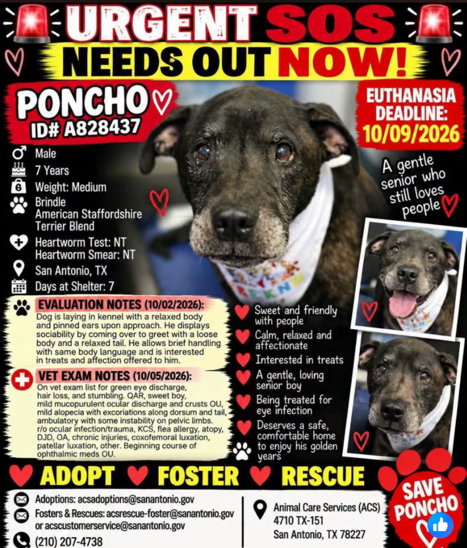 Help Save Senior Dog Poncho campaign photo, 5 of 8