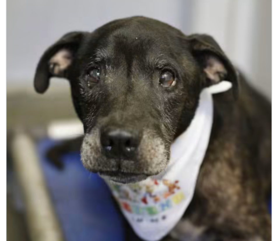 Help Save Senior Dog Poncho campaign photo, 6 of 8