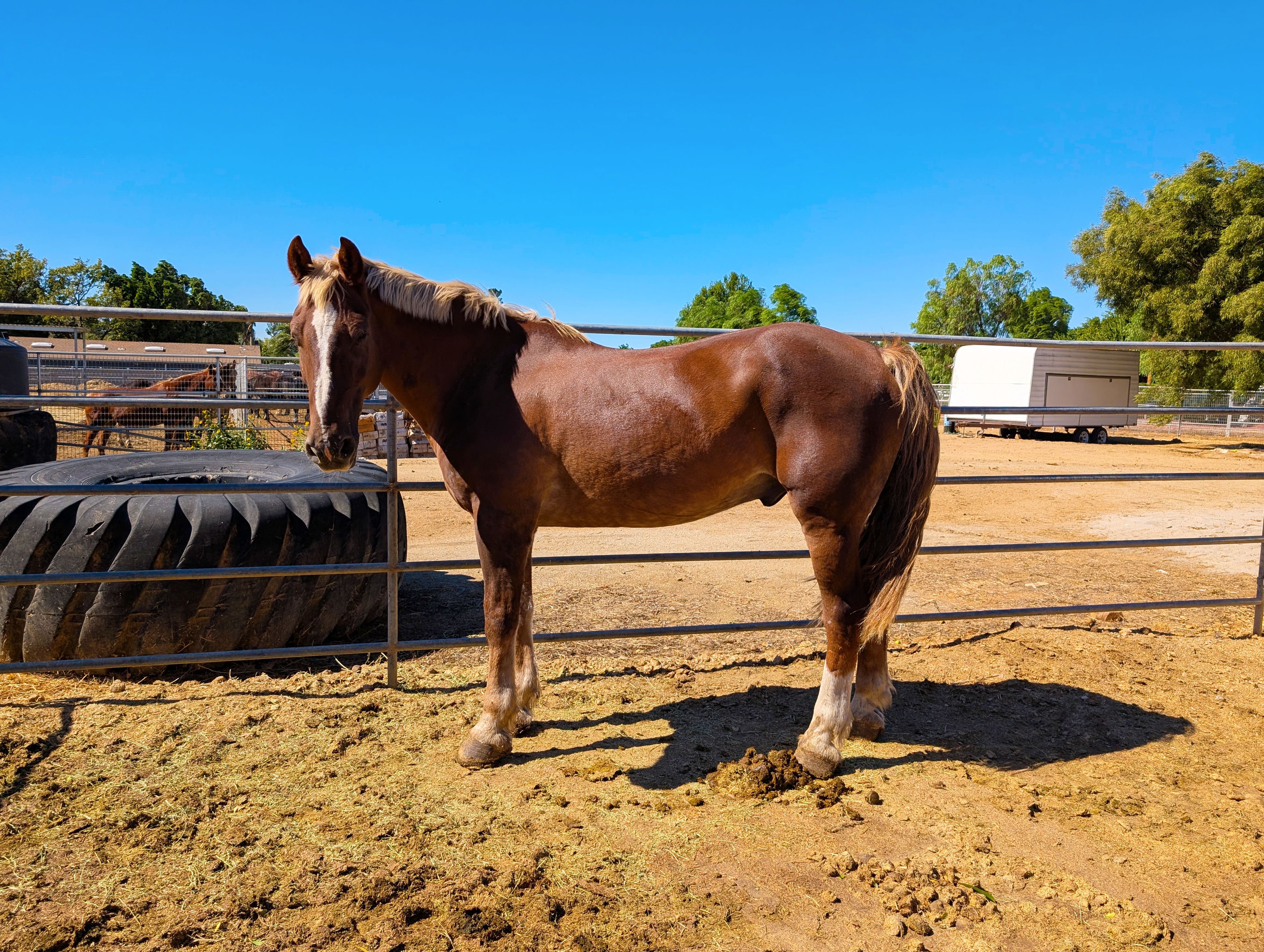 S&D Horseback Riding: New Arrival - The Gentle Giant campaign photo, 2 of 8