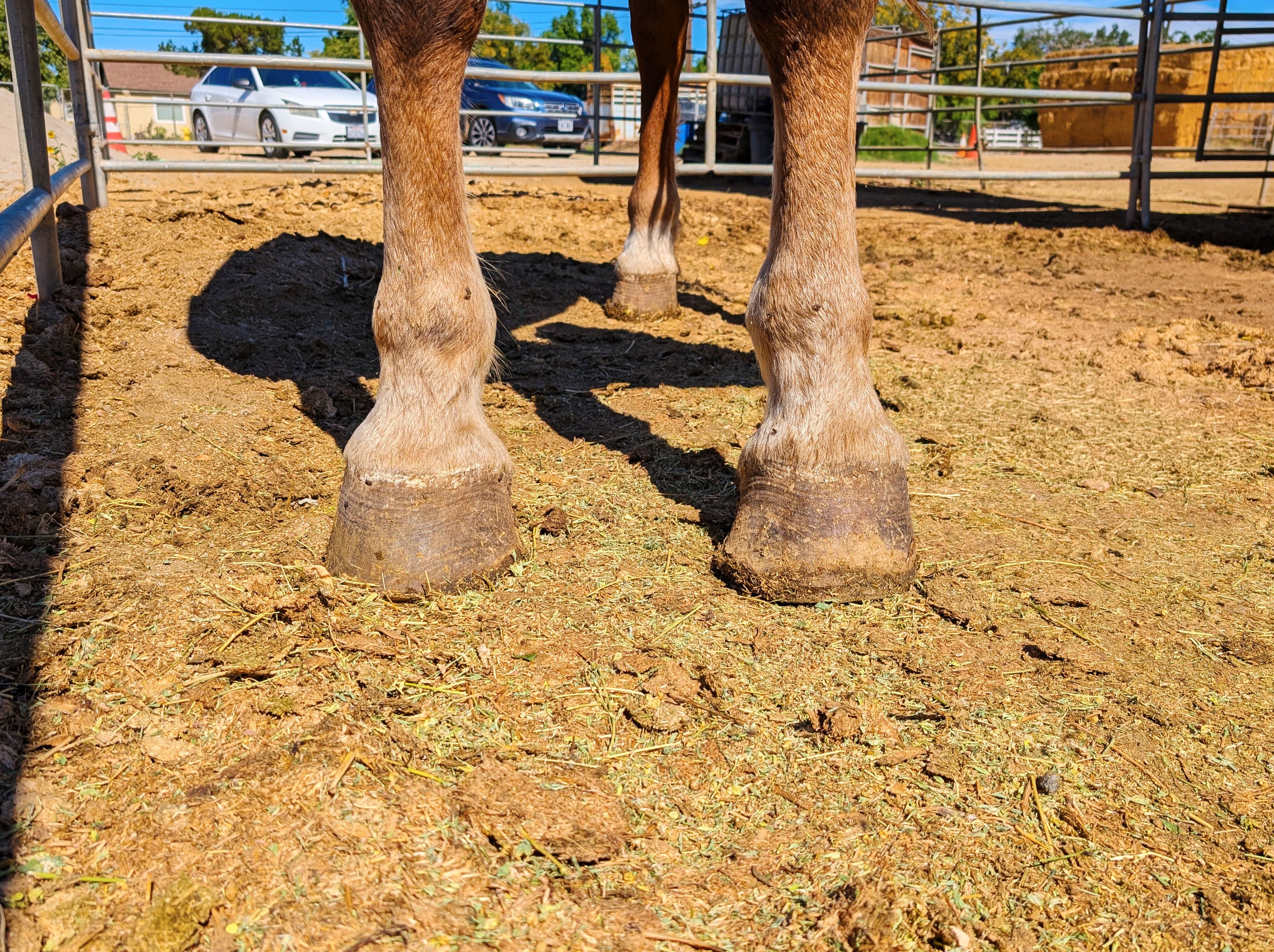 S&D Horseback Riding: New Arrival - The Gentle Giant campaign photo, 4 of 8
